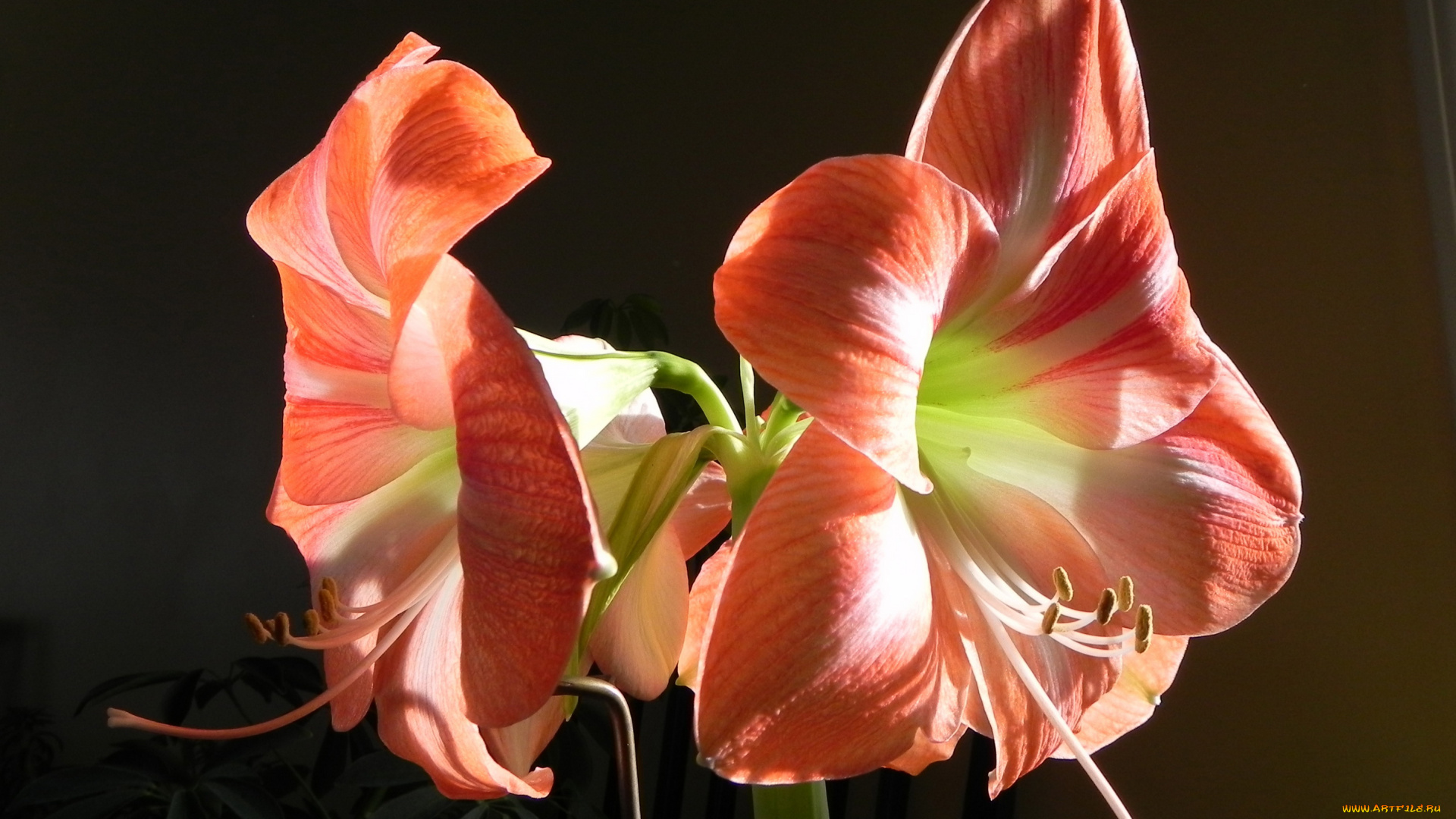 цветы, амариллисы, гиппеаструмы, amaryllis