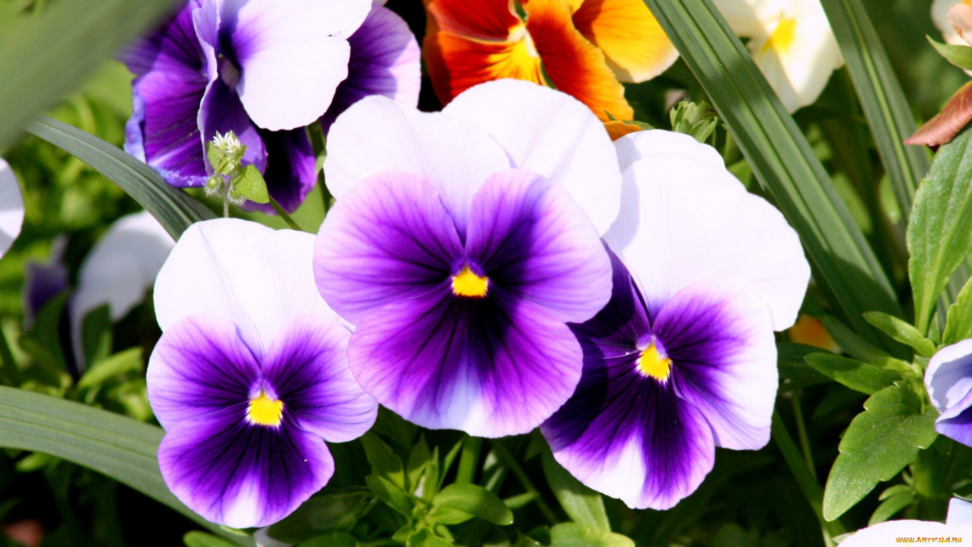цветы, анютины, глазки, садовые, фиалки, пестрый