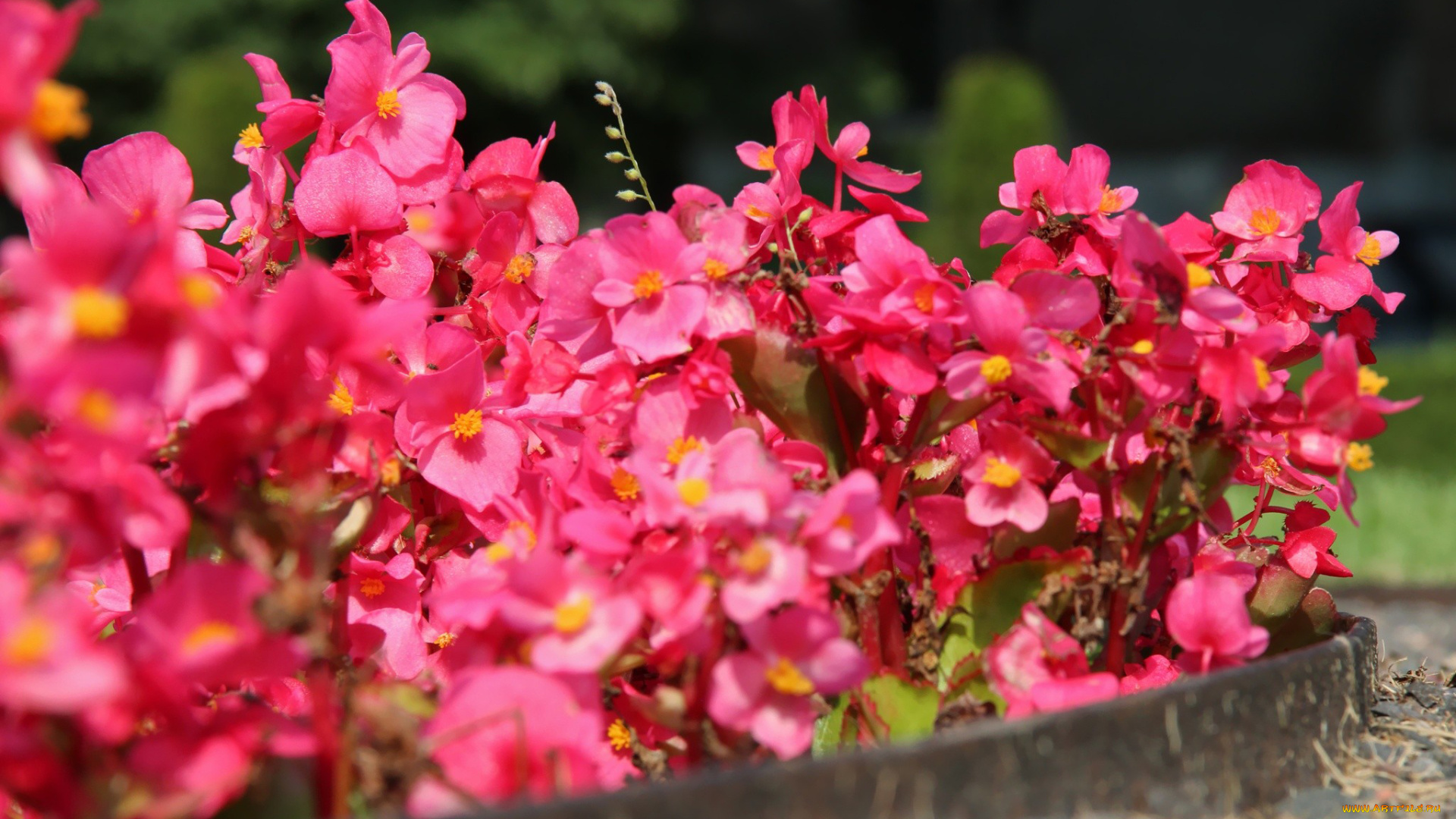 цветы, бегония, розовый