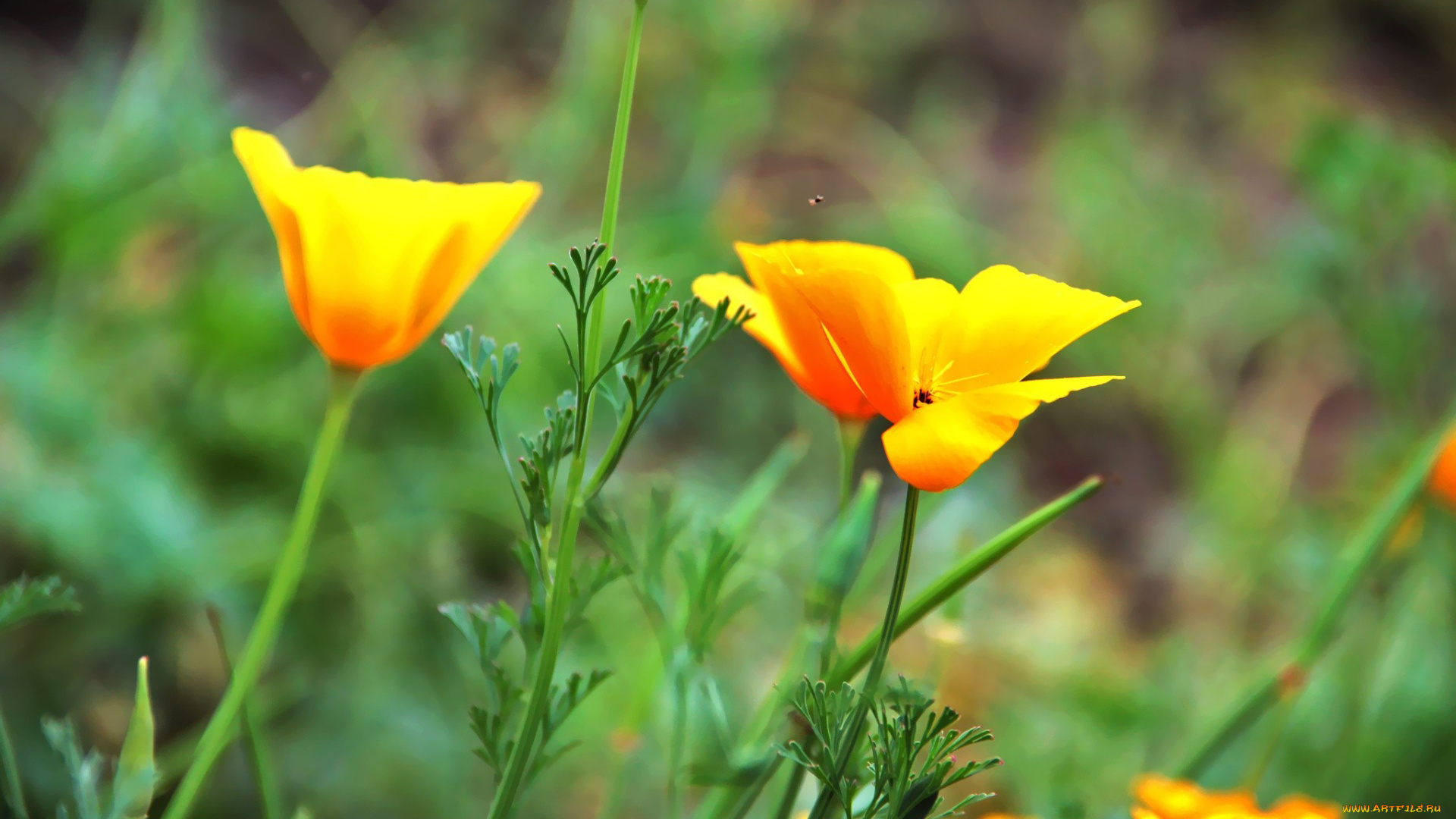 цветы, эшшольция, желтый