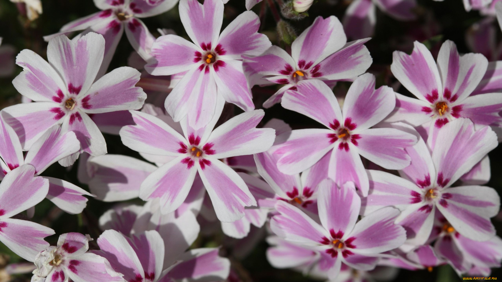 цветы, флоксы