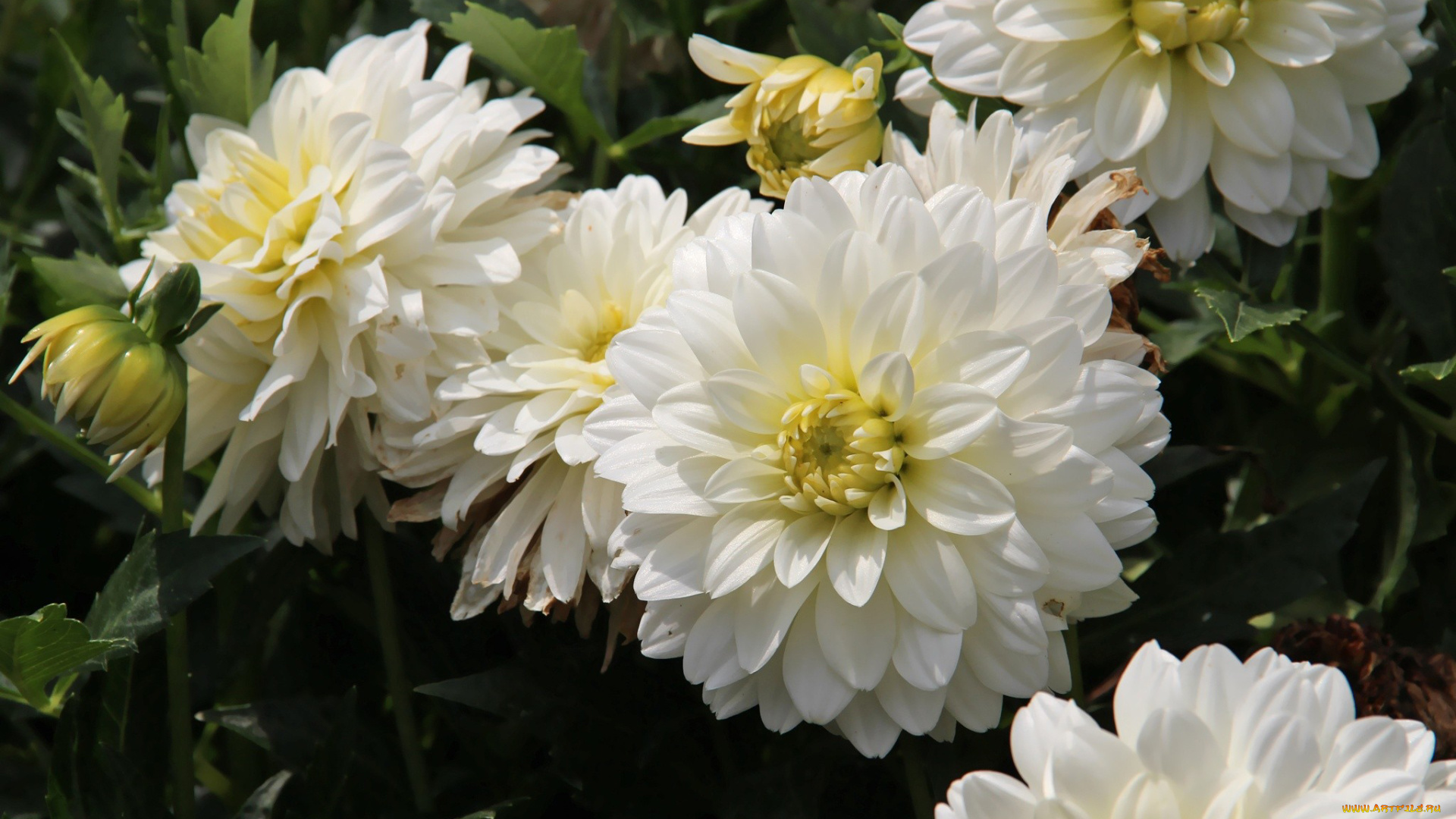 цветы, георгины, белый