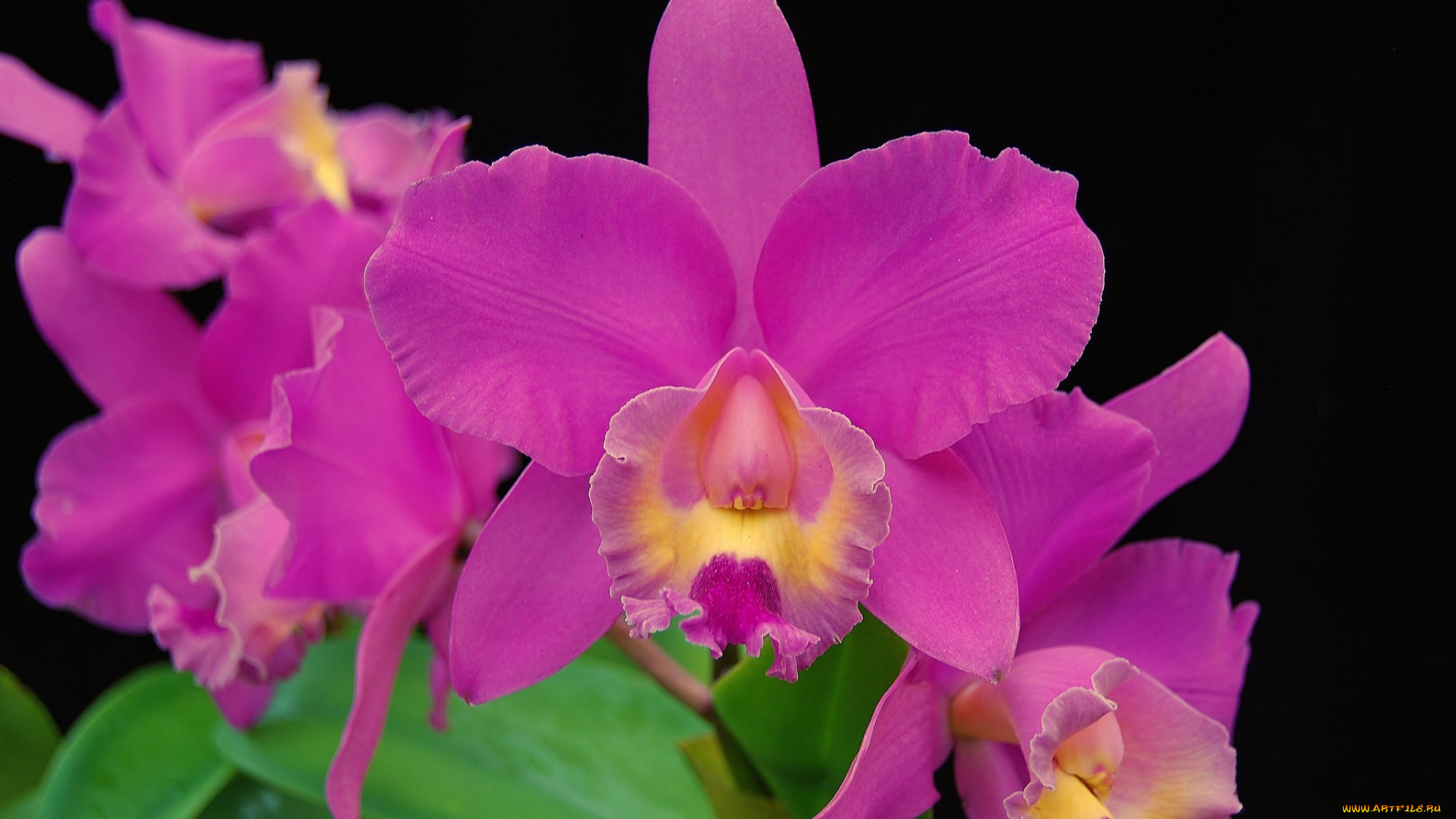 цветы, орхидеи, лиловый