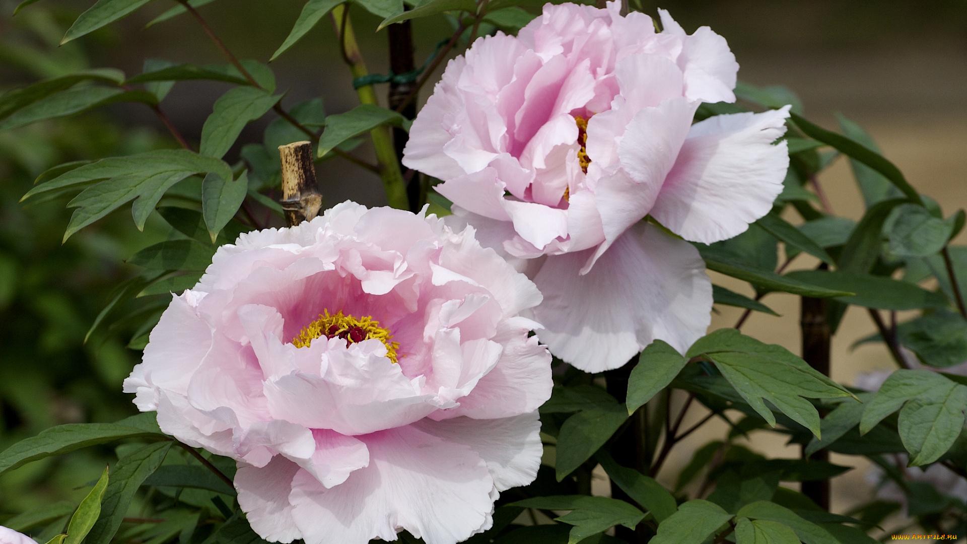 цветы, пионы, бледно-розовый, пышный