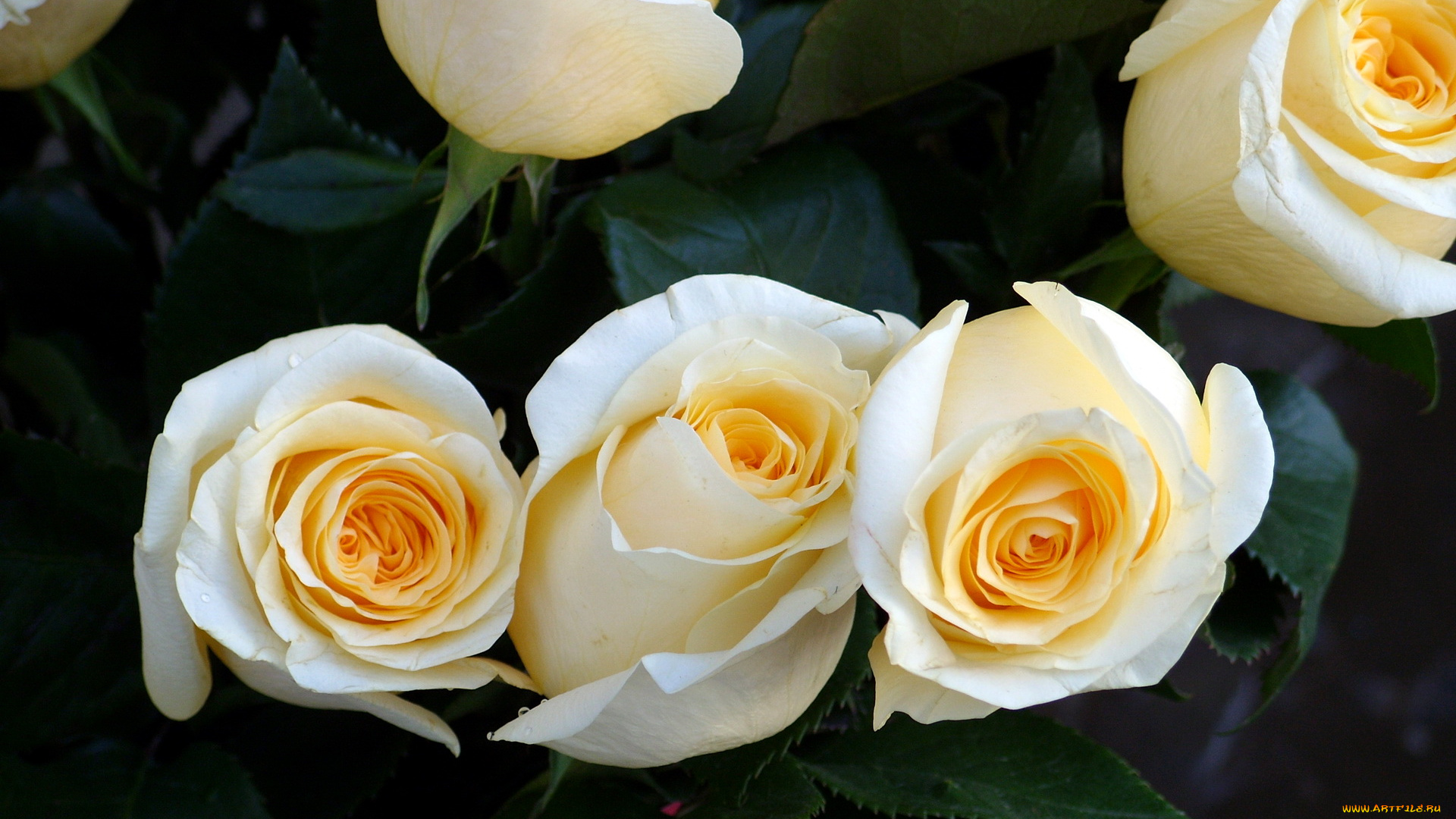 цветы, розы