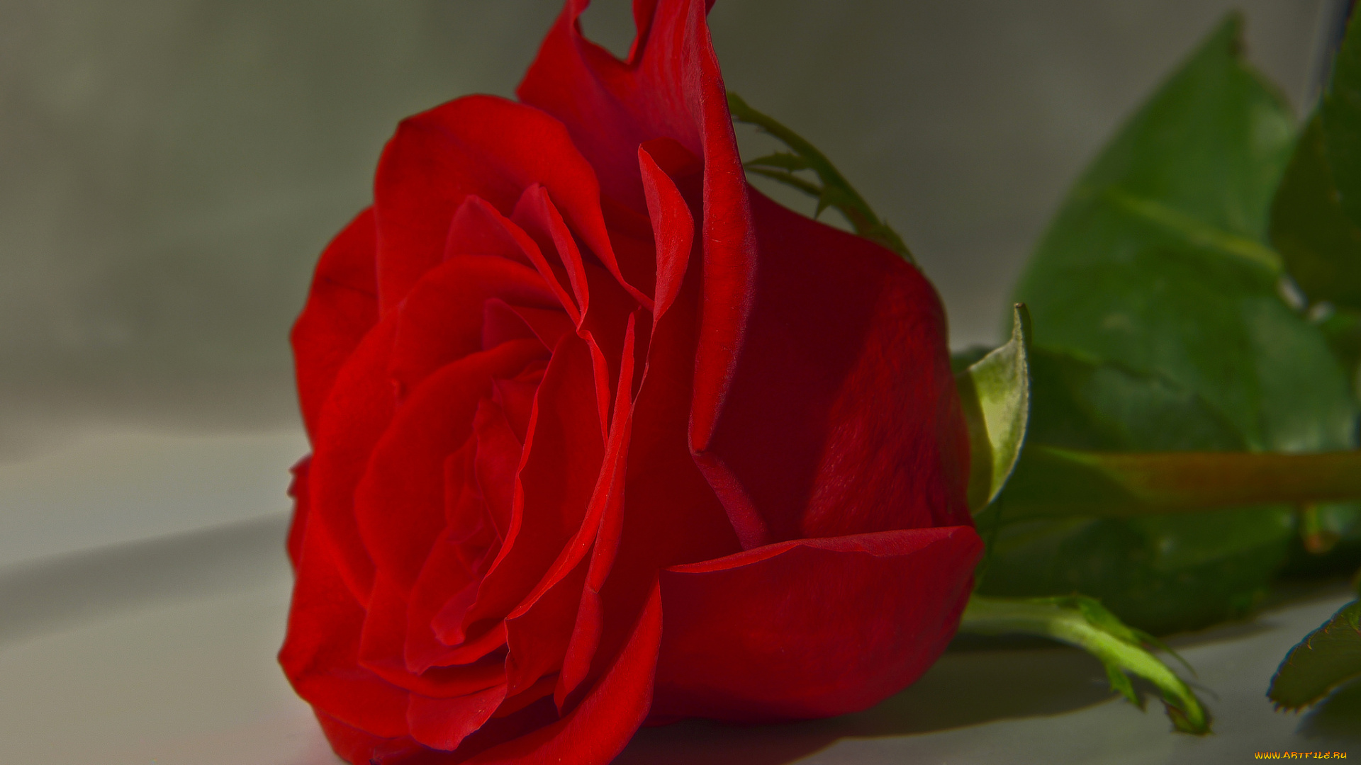 цветы, розы, бутон, макро