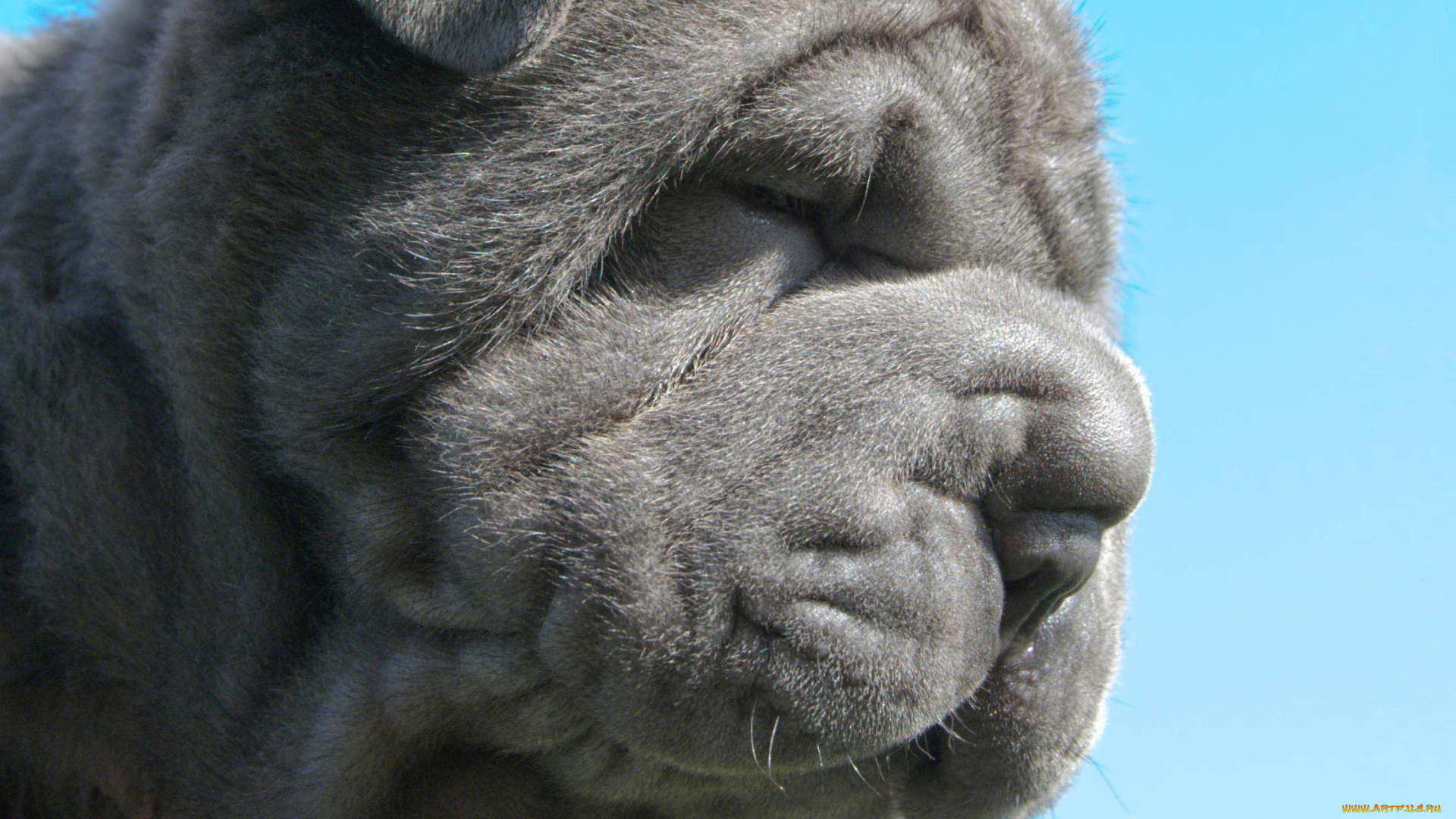 неаполитанский, мастифф, животные, собаки, собака, серый