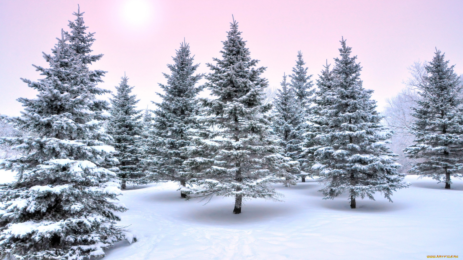 природа, зима, ели, снег