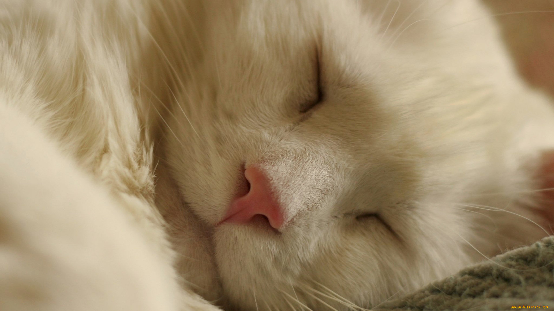 спящий, кот, животные, коты, белый