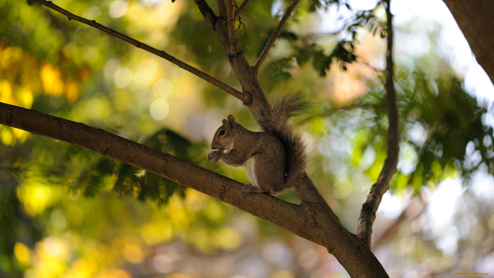 животные, белки, дерево, белка, лето, орешек
