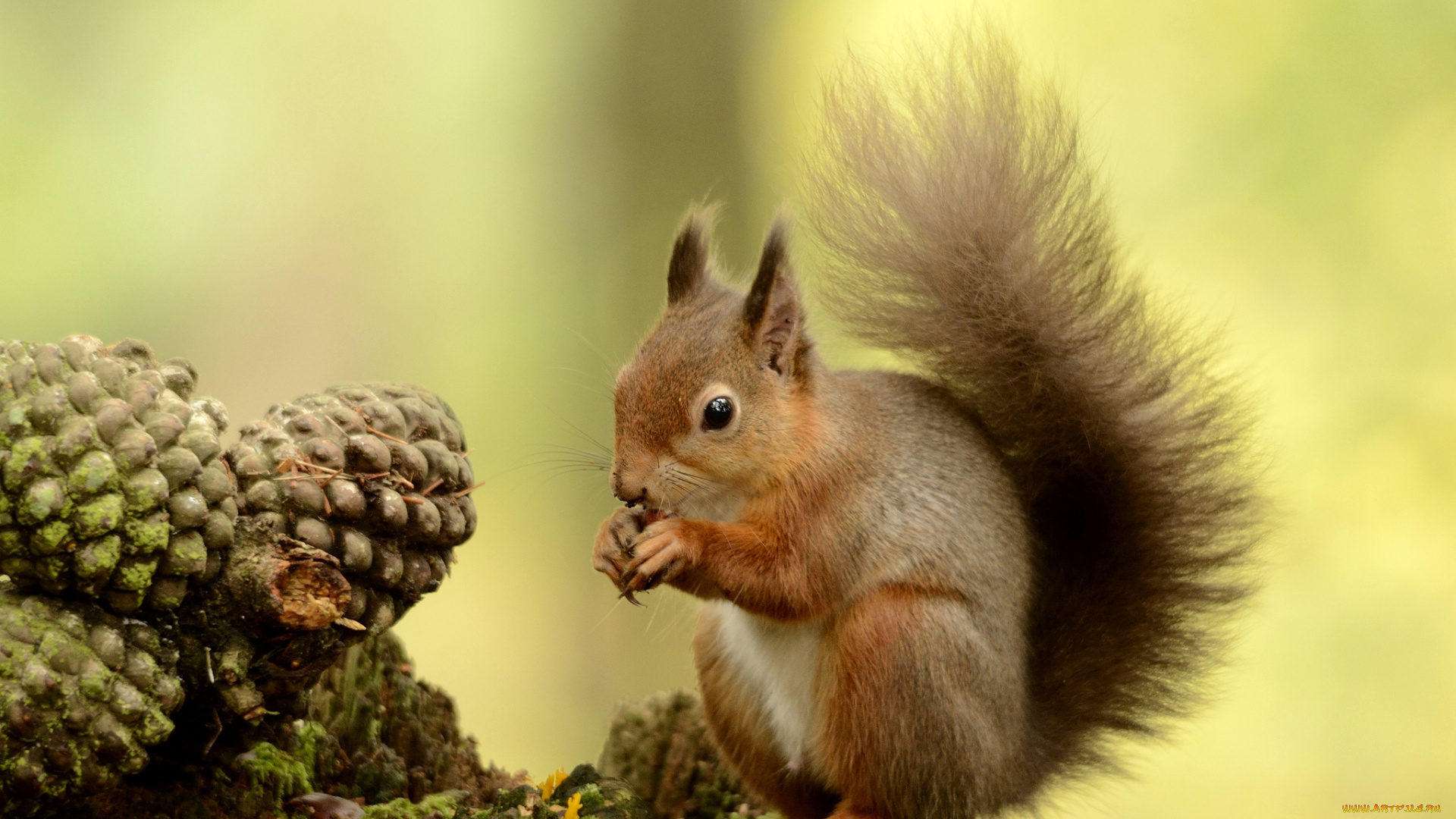животные, белки, хвост, зверек, шишки
