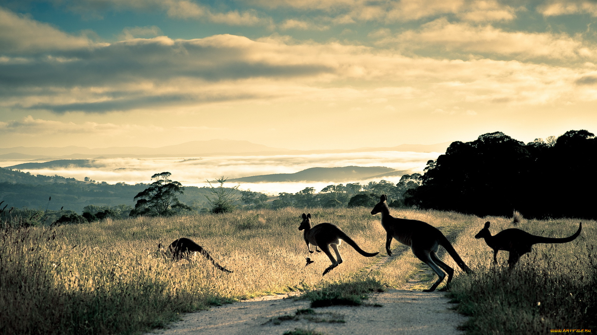 животные, кенгуру, природа