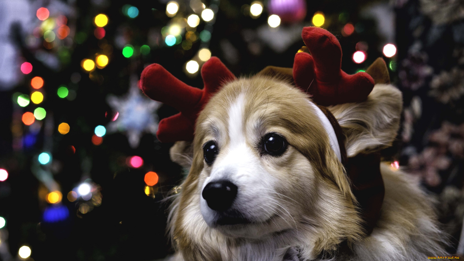 животные, собаки, праздник, морда