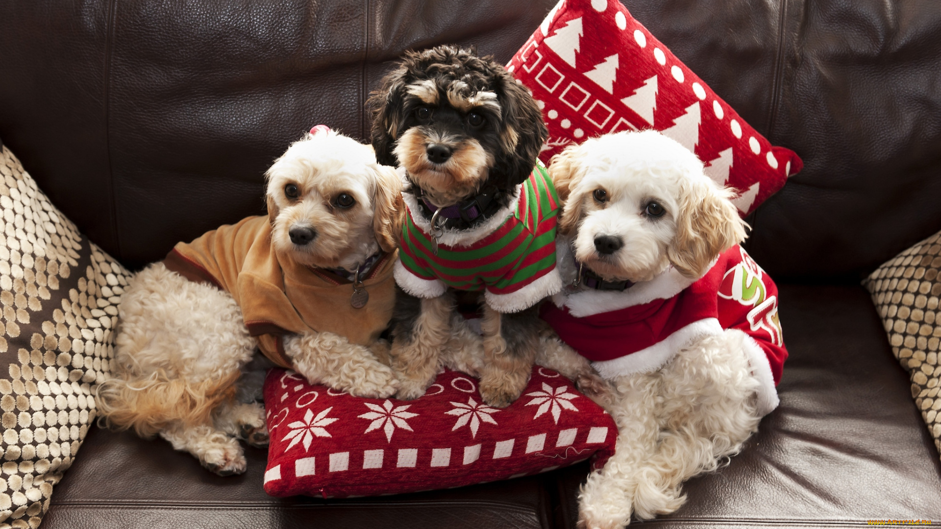 животные, собаки, щенки