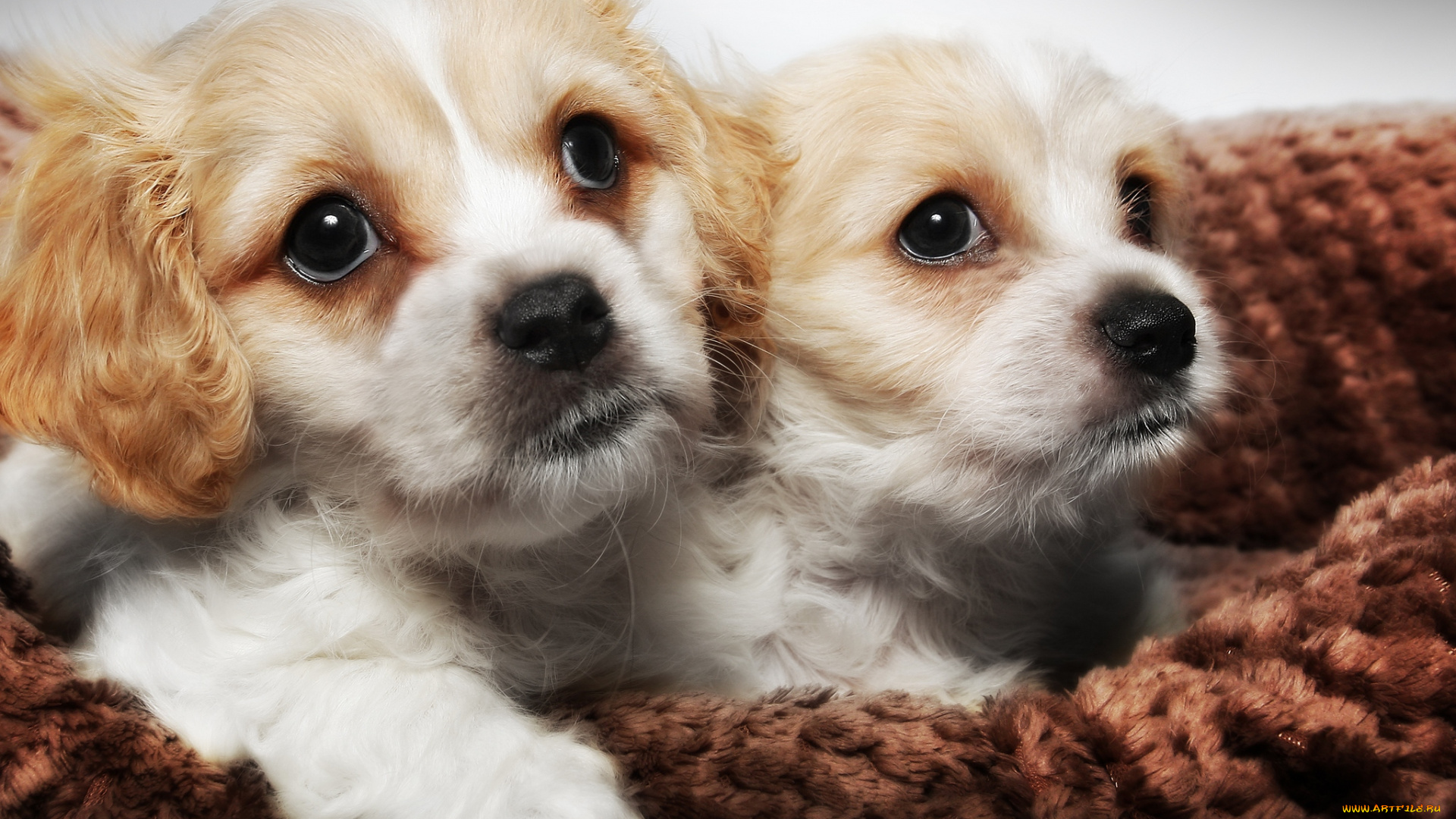 животные, собаки, щенки