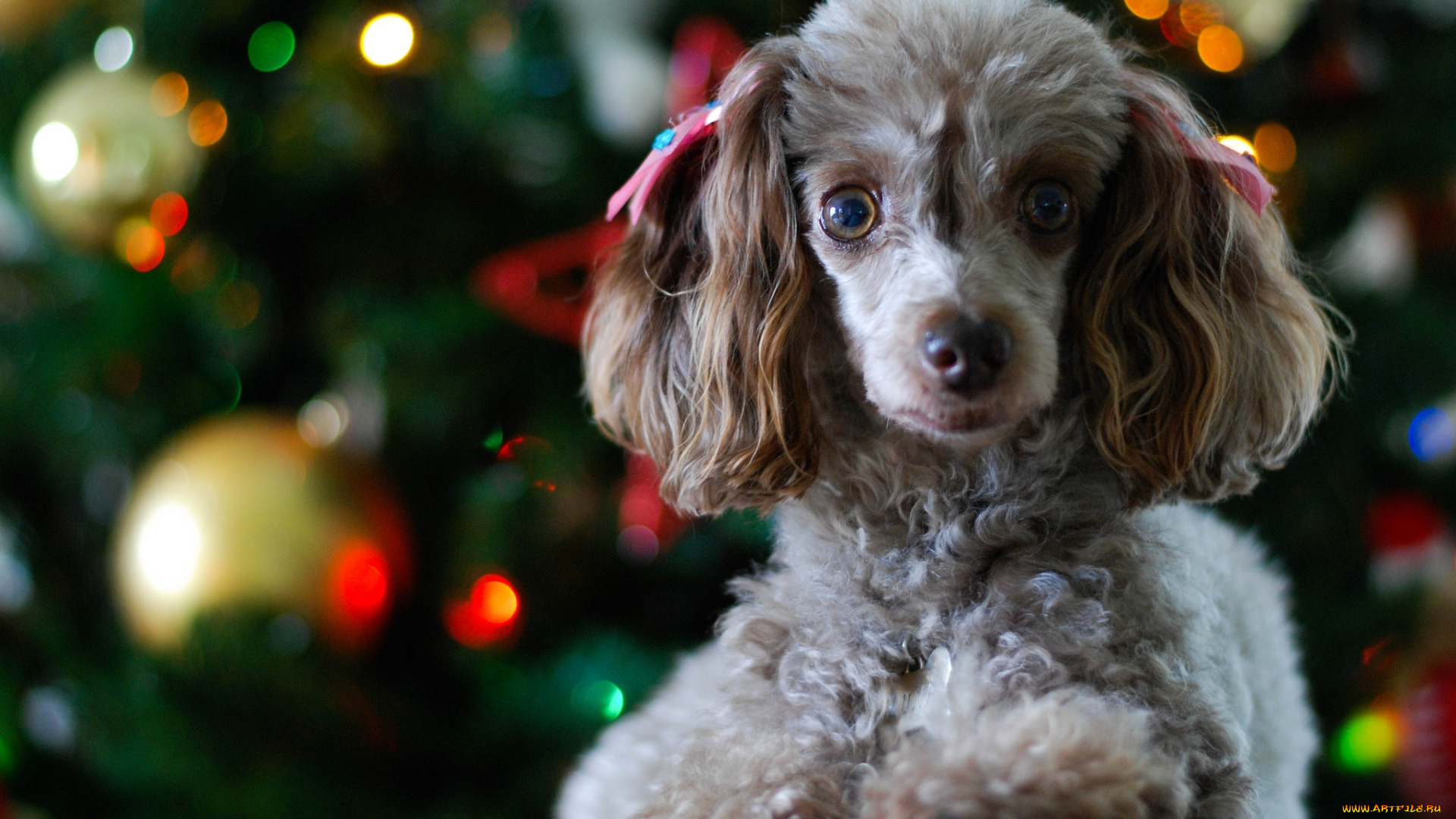 животные, собаки, щенок, пудель, праздник