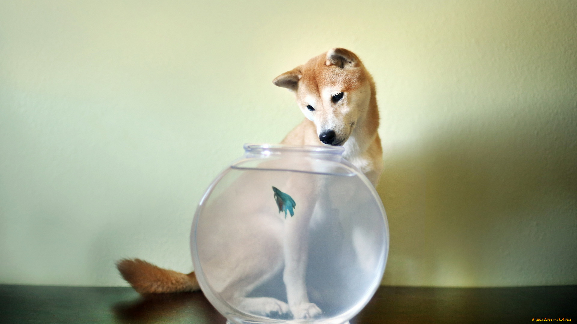 животные, собаки, собака, аквариум, рыбка