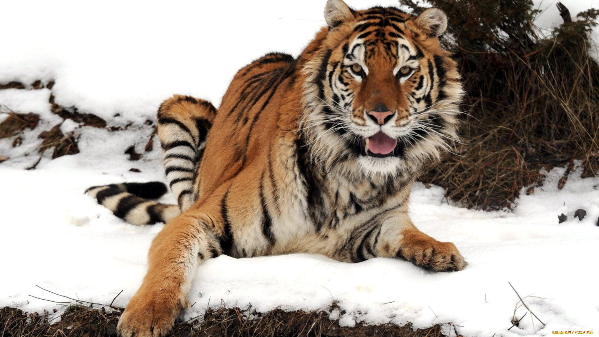 животные, тигры, снег, хищник