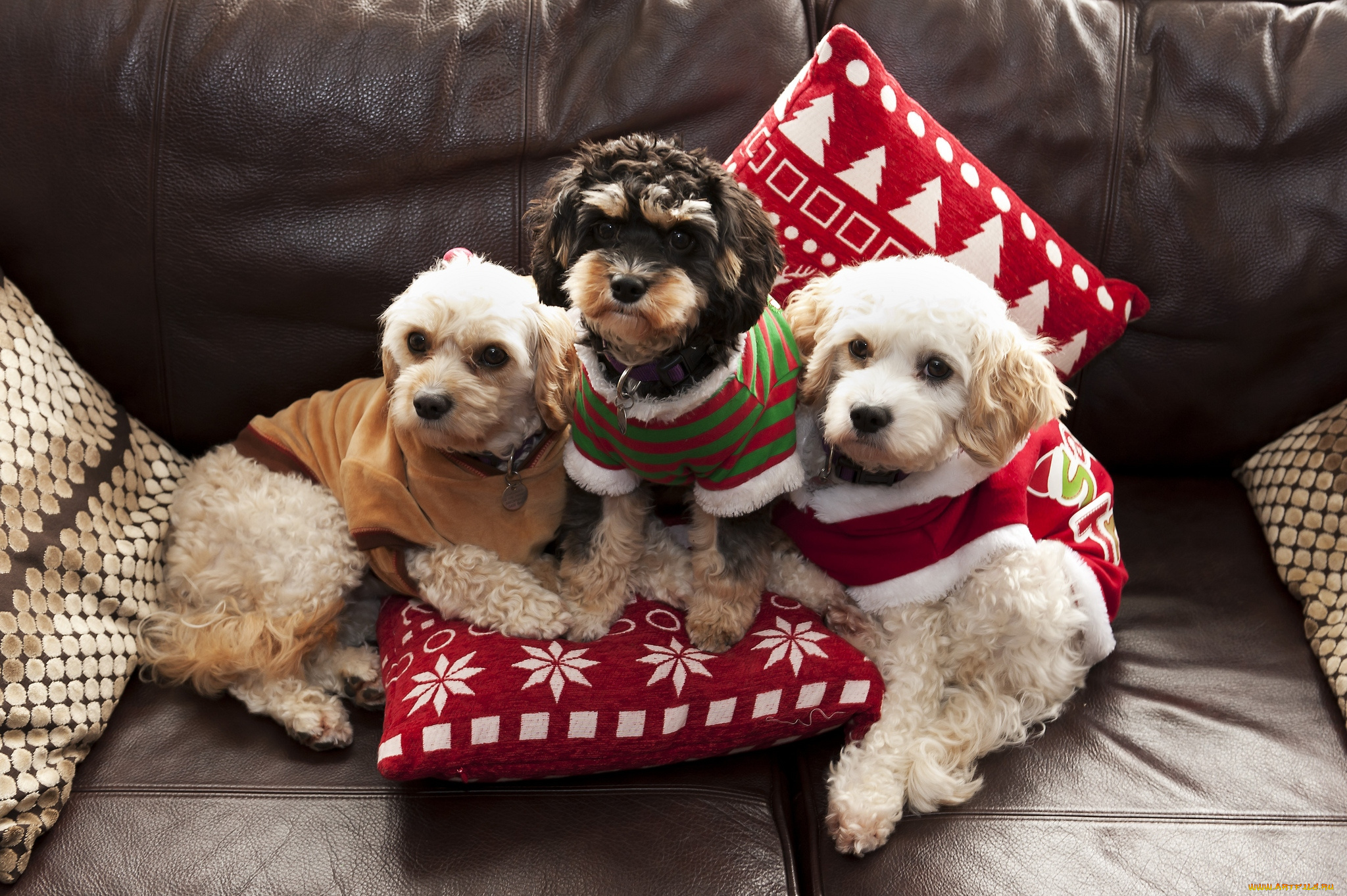 животные, собаки, щенки