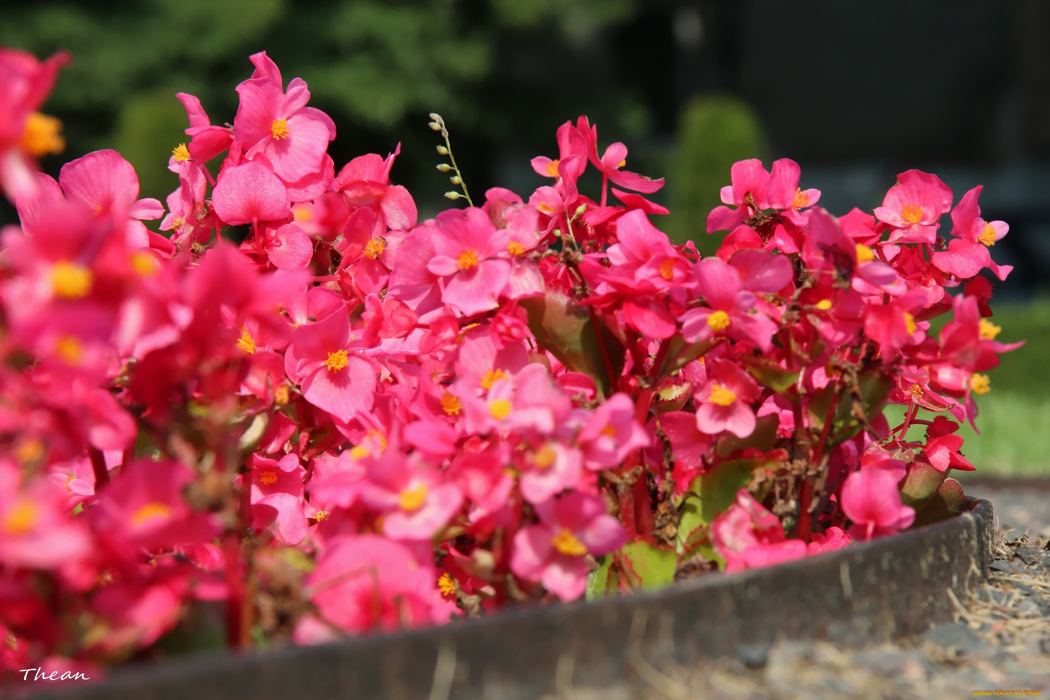 цветы, бегония, розовый