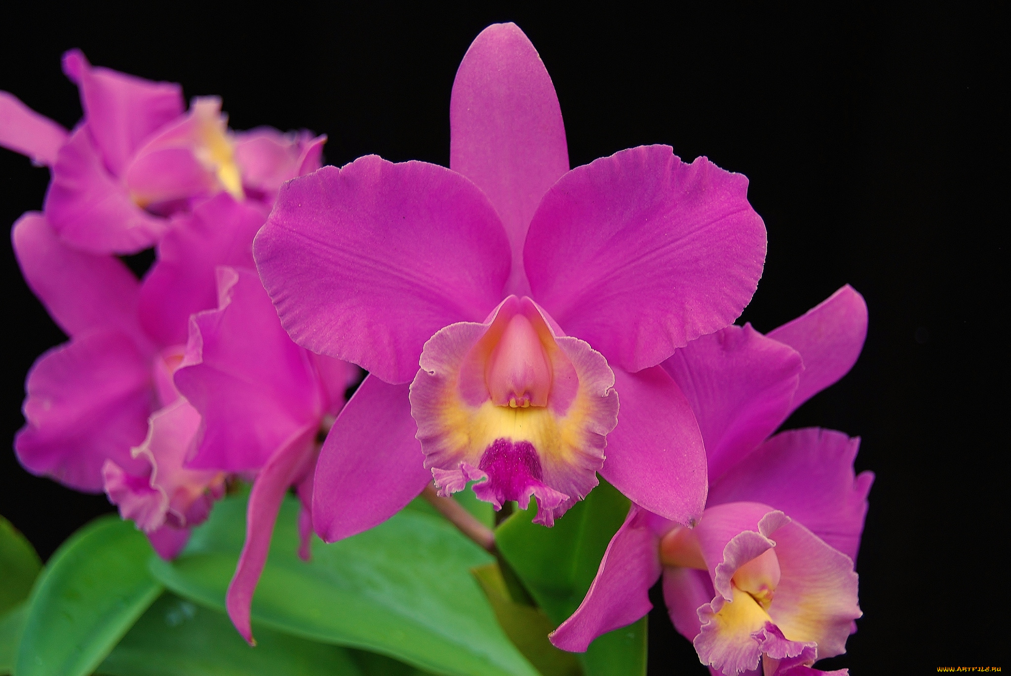 цветы, орхидеи, лиловый