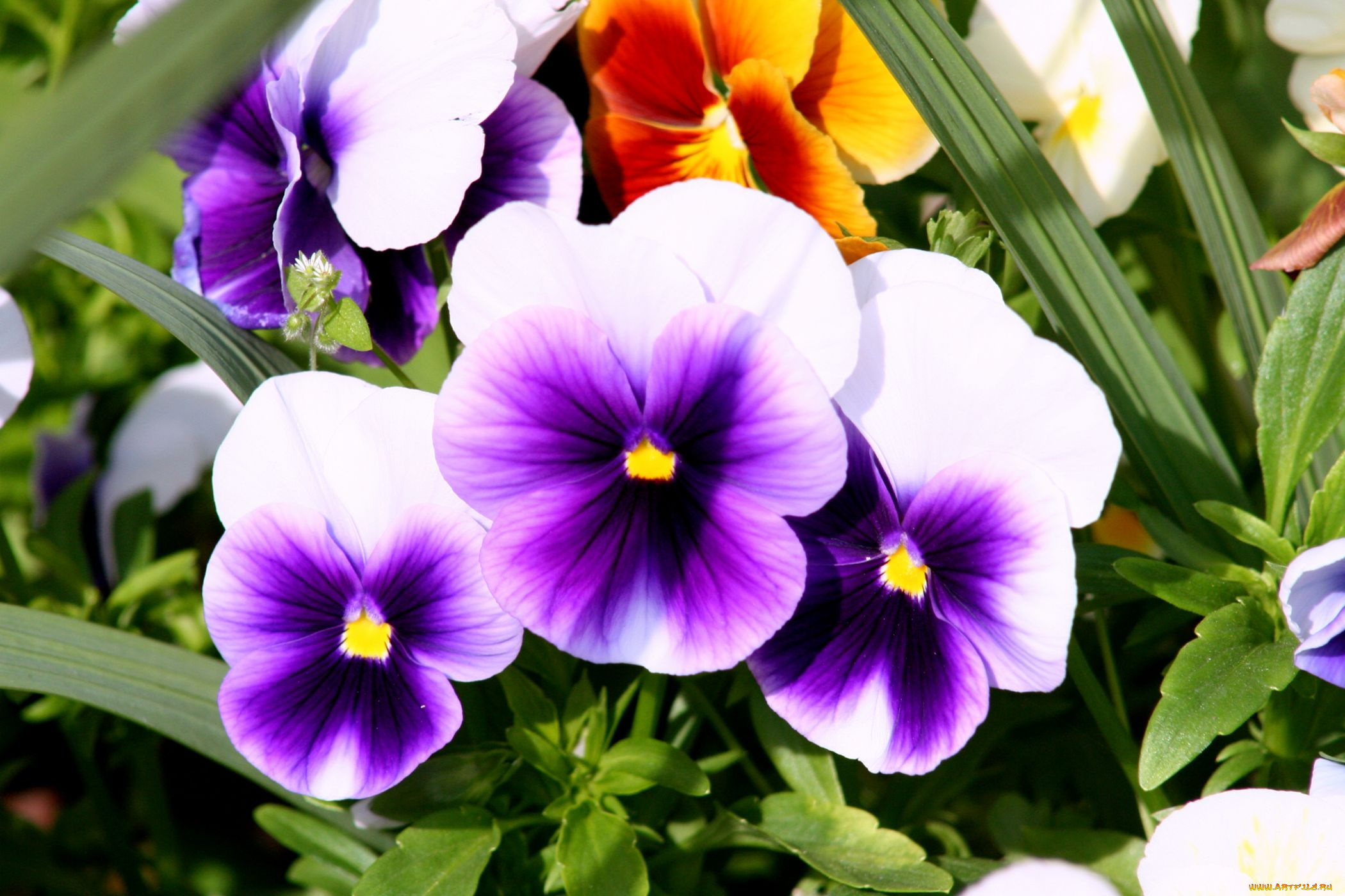 цветы, анютины, глазки, садовые, фиалки, пестрый