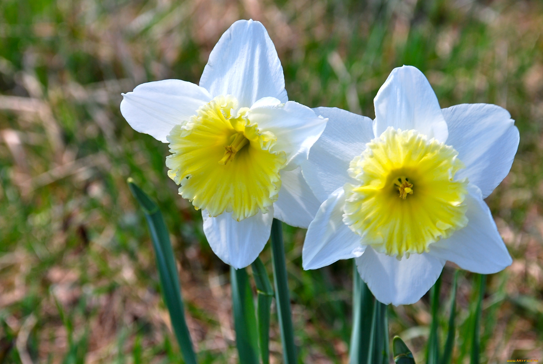 цветы, нарциссы, пара