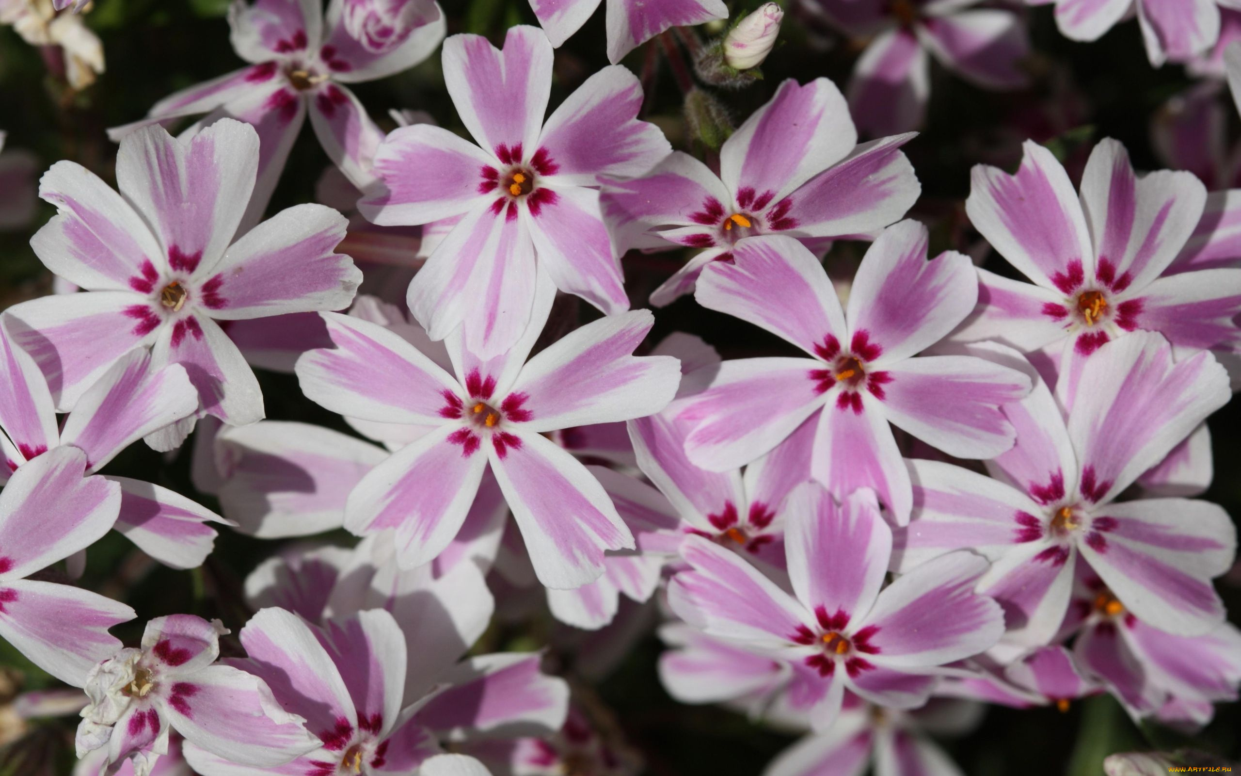 цветы, флоксы