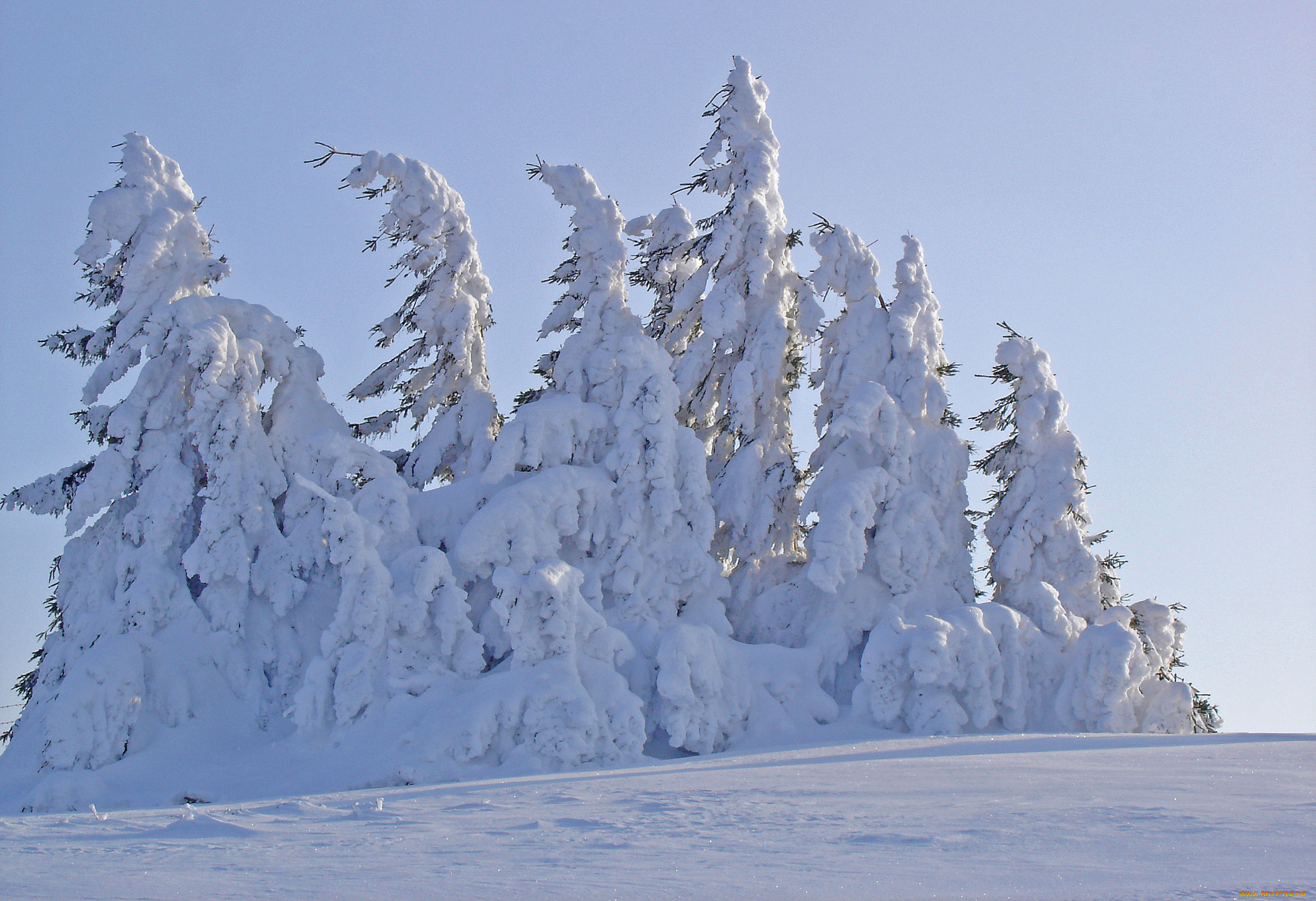 природа, зима, деревья, снег