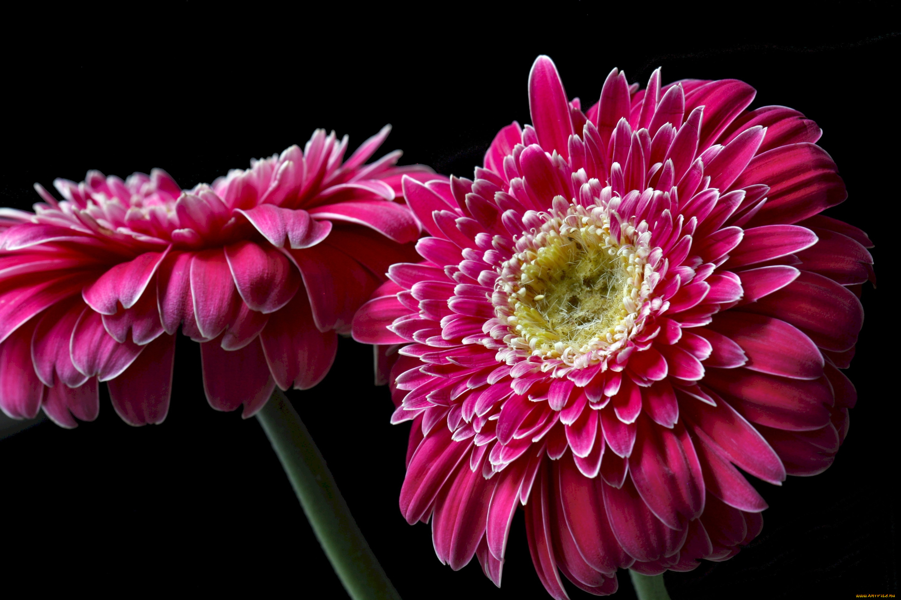 цветы, герберы, макро, малиновый