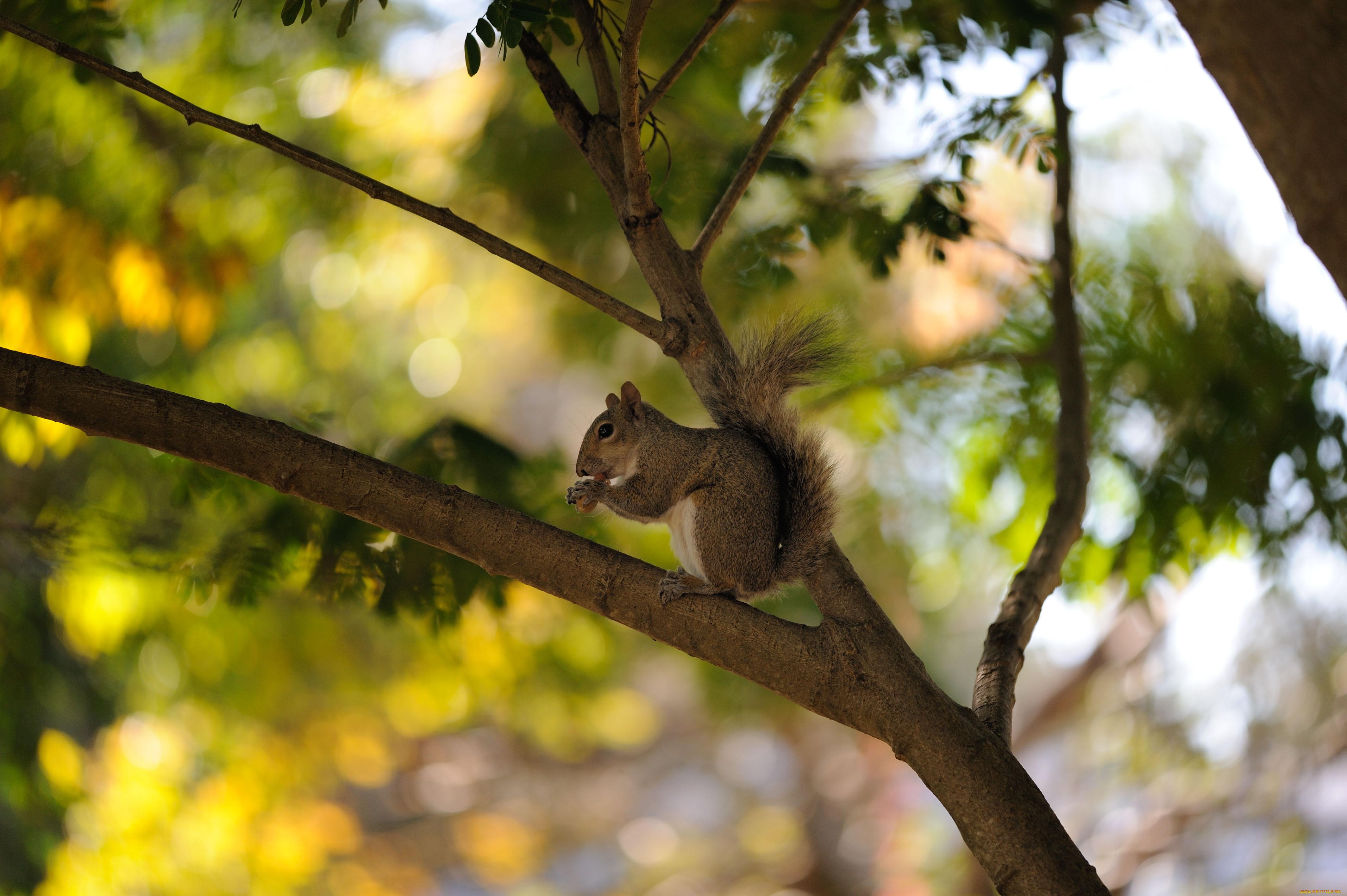 животные, белки, дерево, белка, лето, орешек