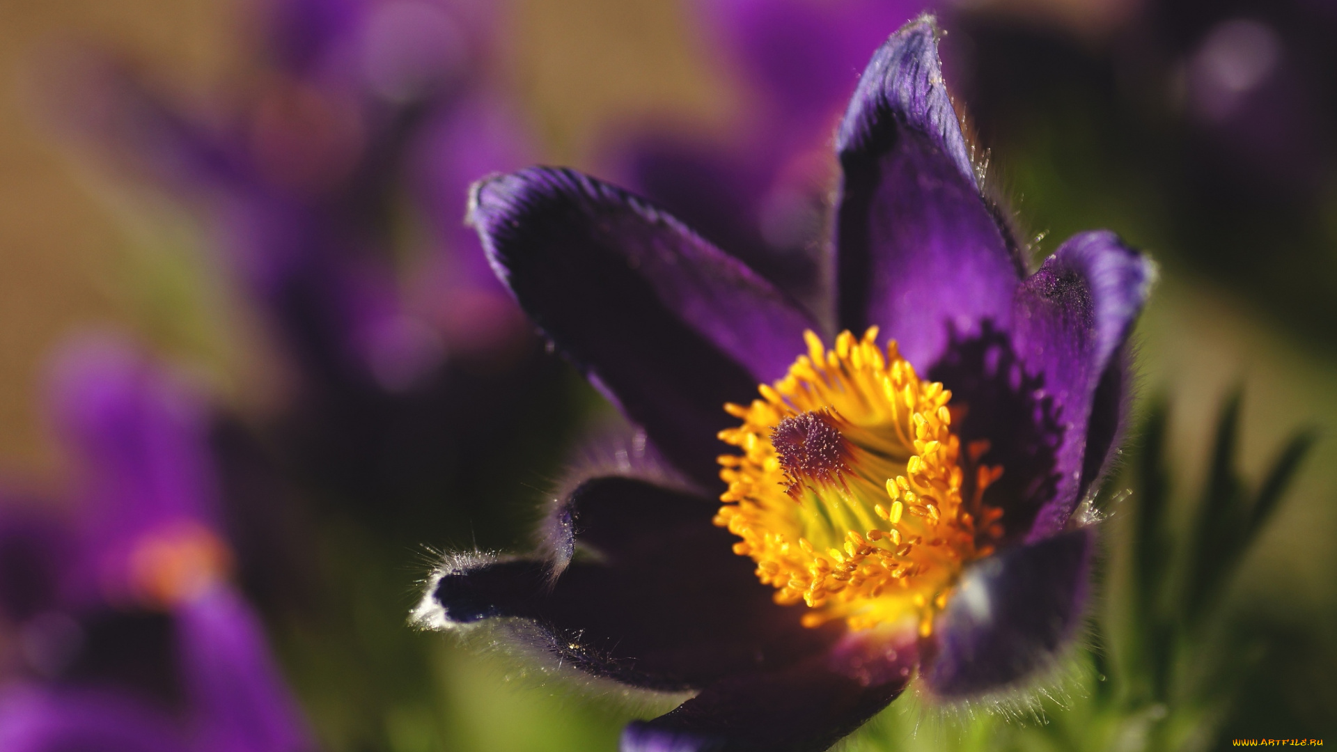 цветы, анемоны, , адонисы, сон-трава