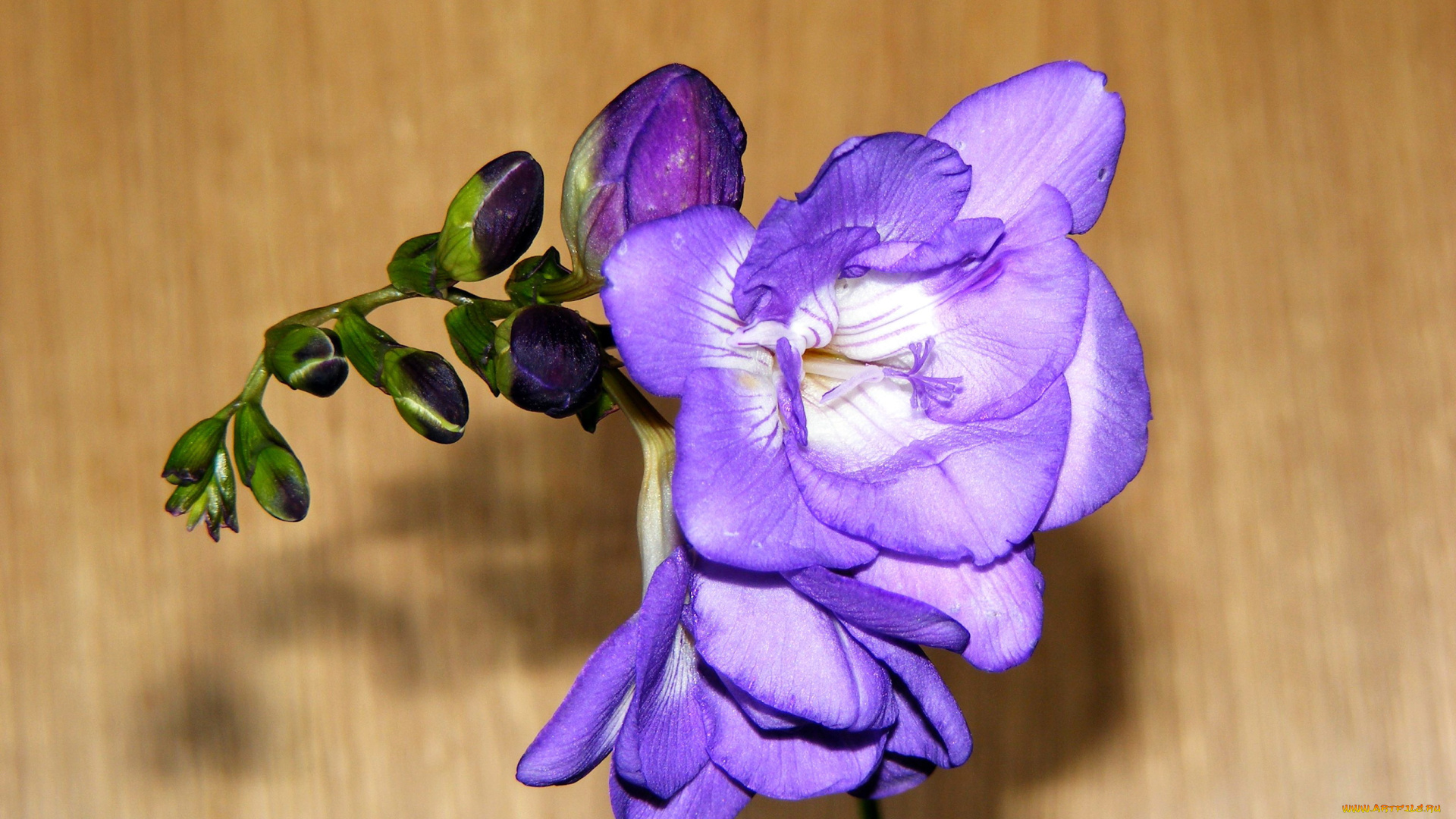 цветы, фрезия, сиреневый, фрезии