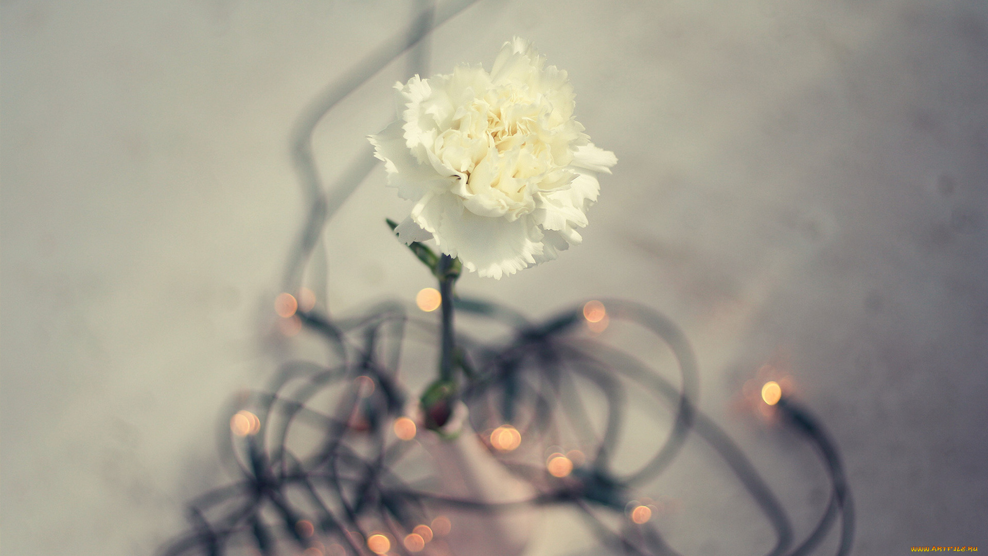 цветы, гвоздики, цветок, белая, гвоздика, одинокая, гирлянда