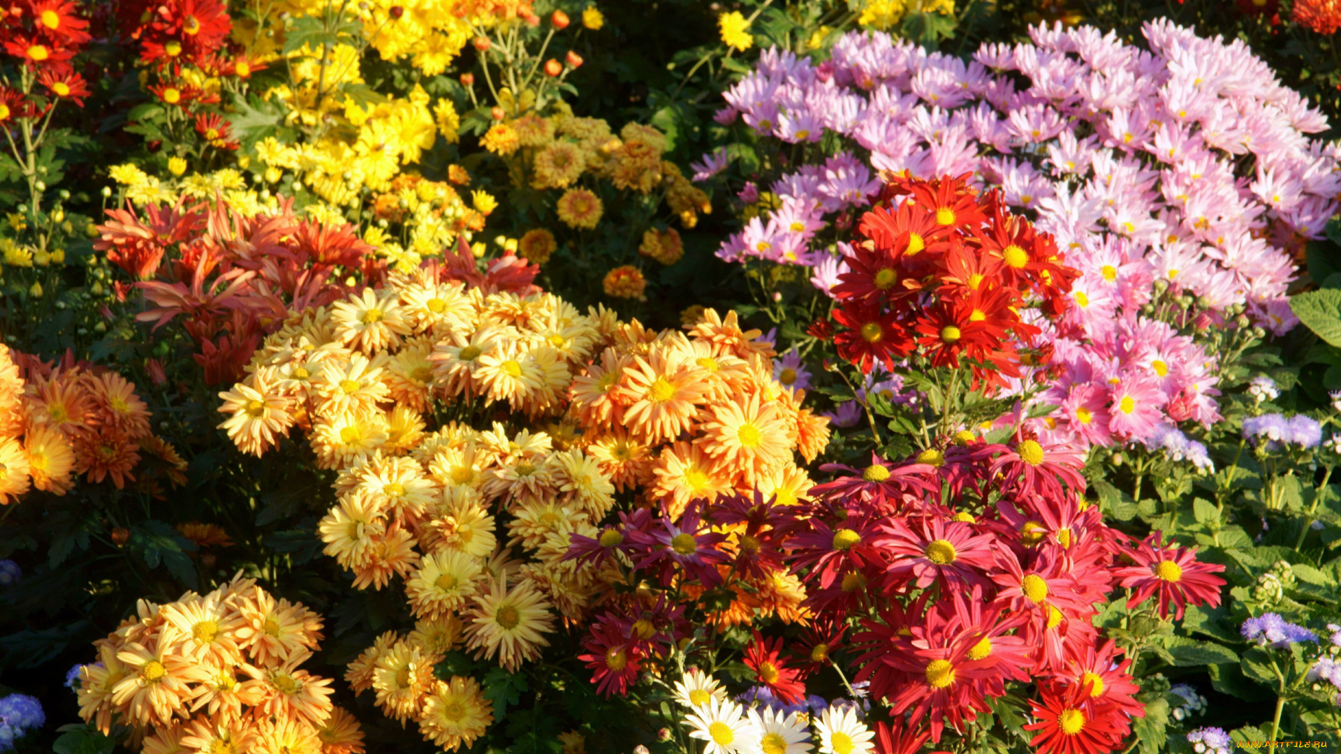цветы, хризантемы, сад, кусты