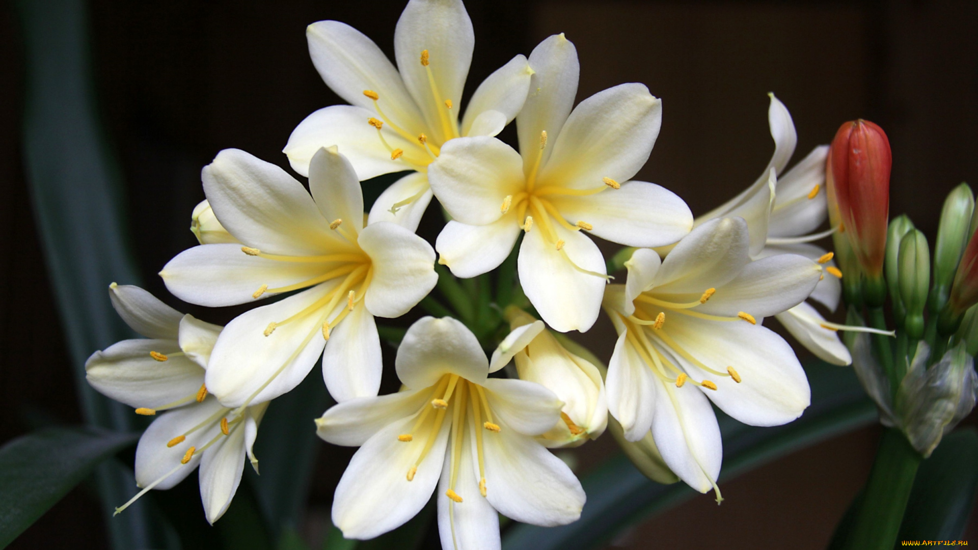 цветы, кливия, макро