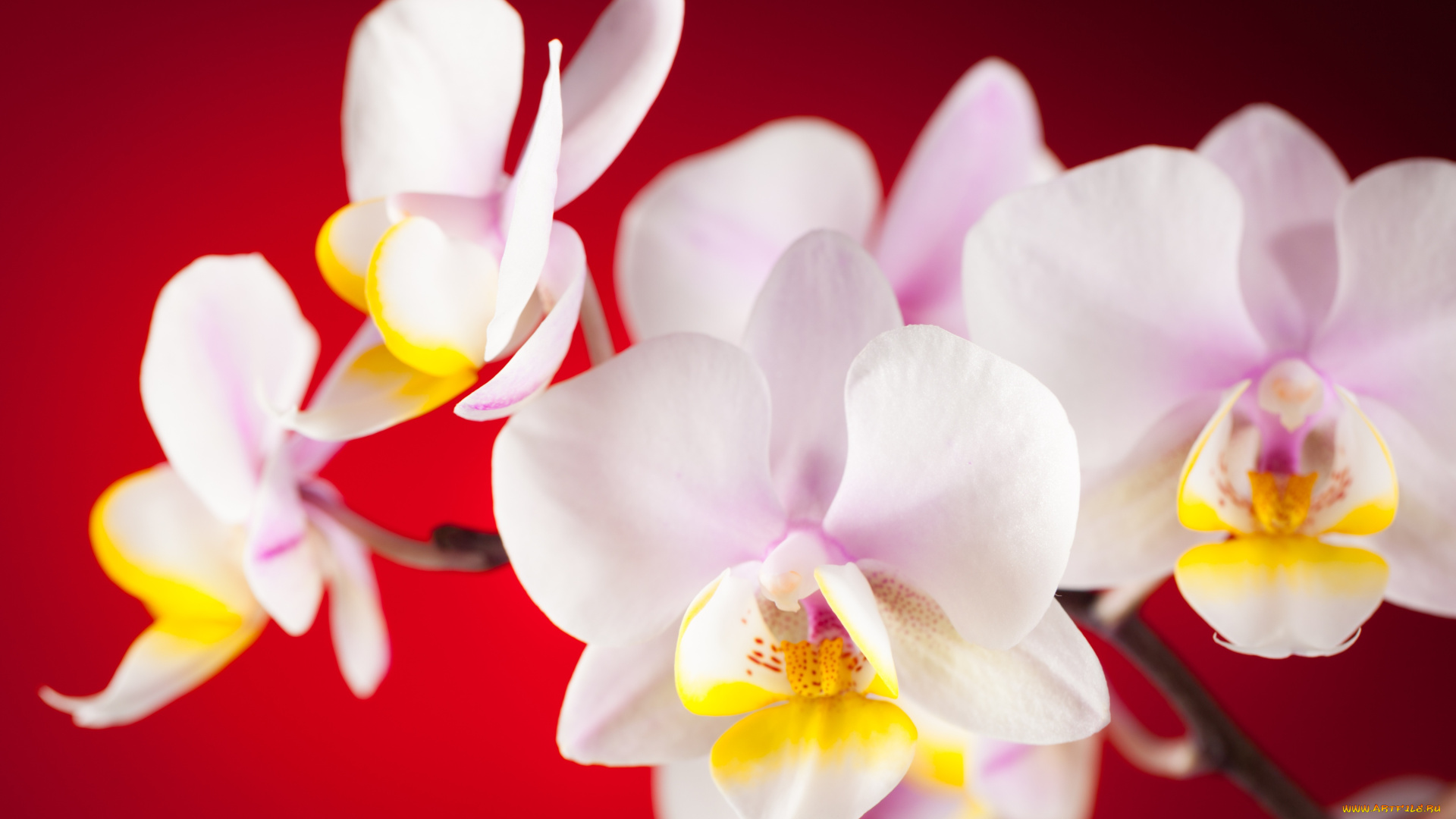 цветы, орхидеи, ветка