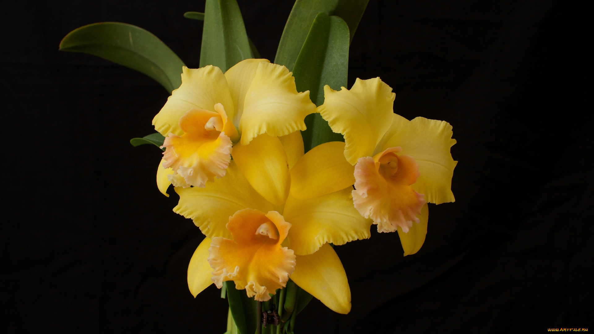 цветы, орхидеи, желтый