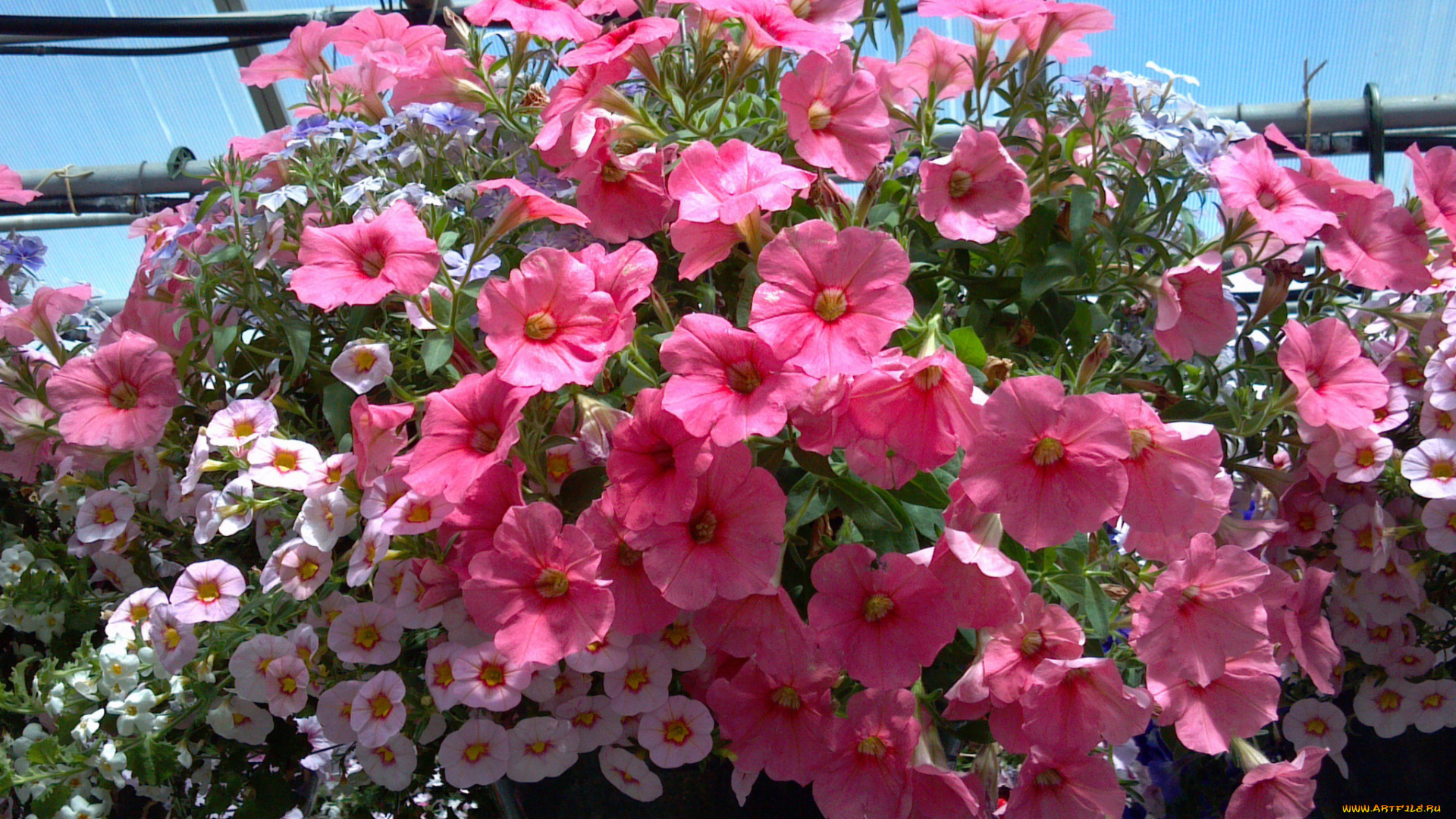 цветы, петунии, , калибрахоа, калибрахоа, петунья, вазоны