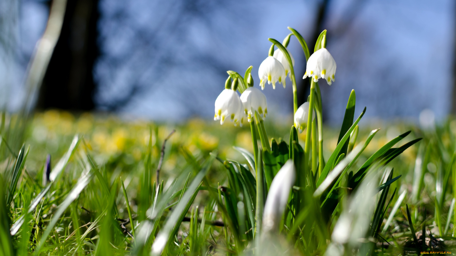 цветы, подснежники, , белоцветник, белоцветник