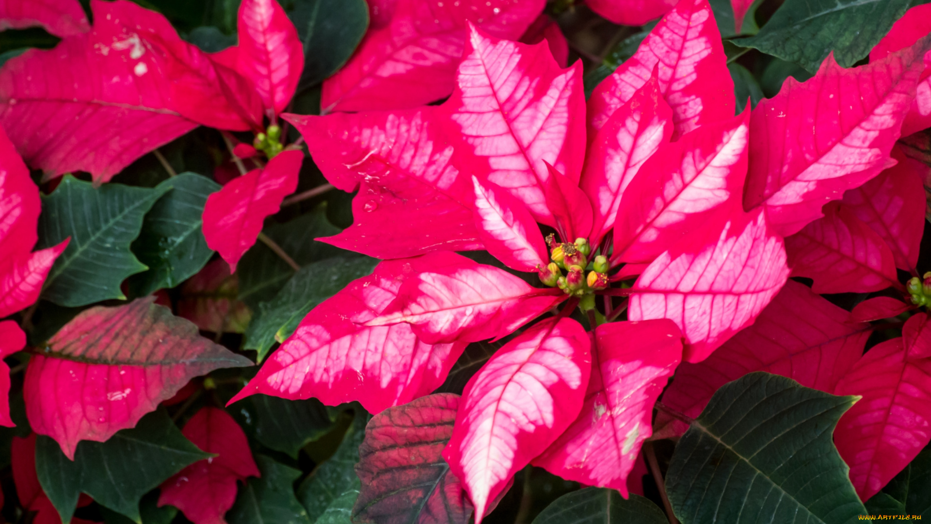 цветы, пуансеттия, листья