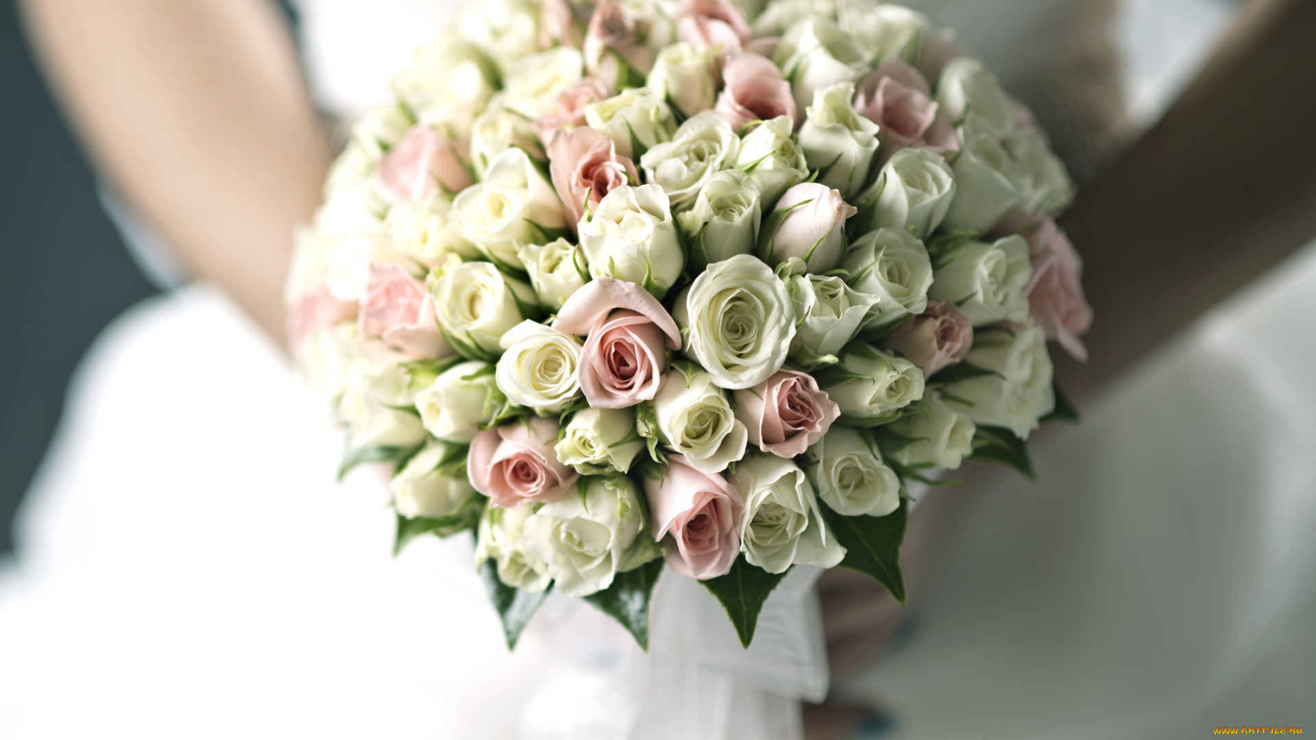 цветы, розы, букет