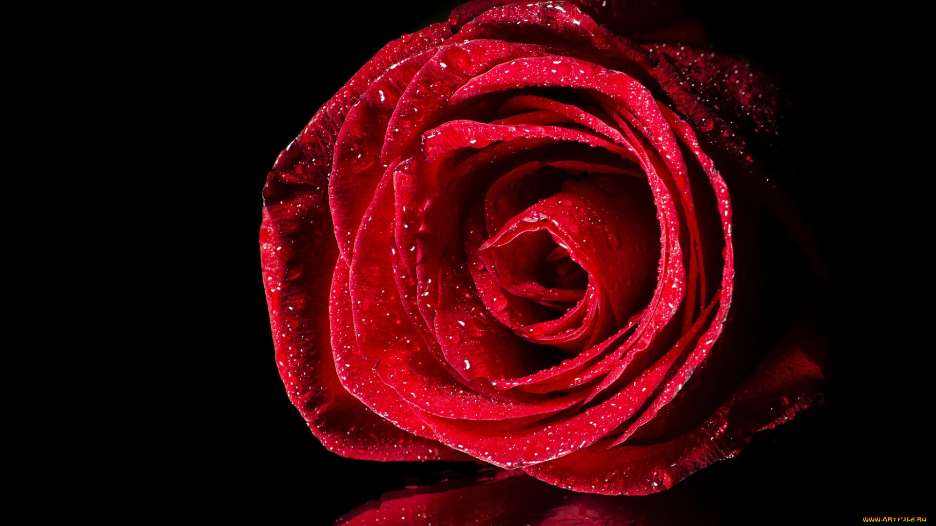 цветы, розы, макро