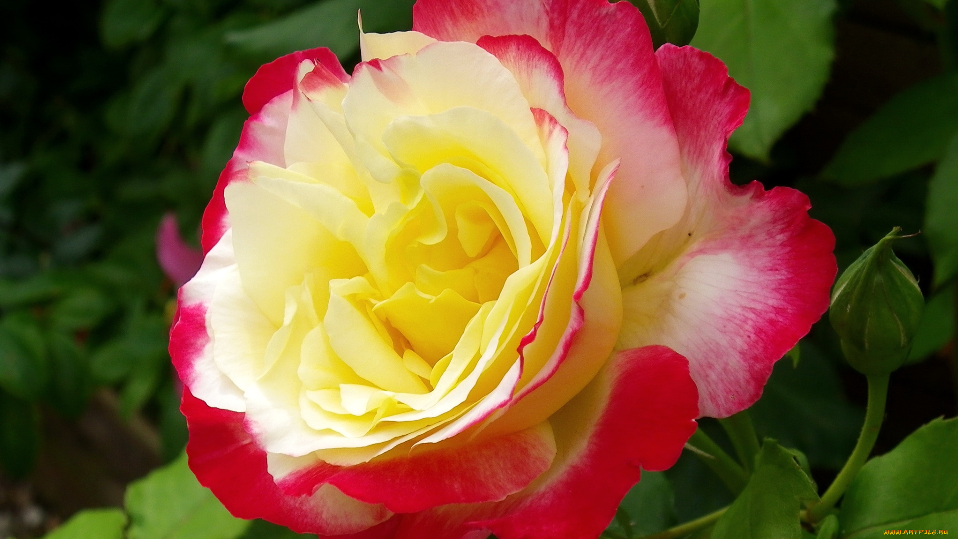 цветы, розы, макро