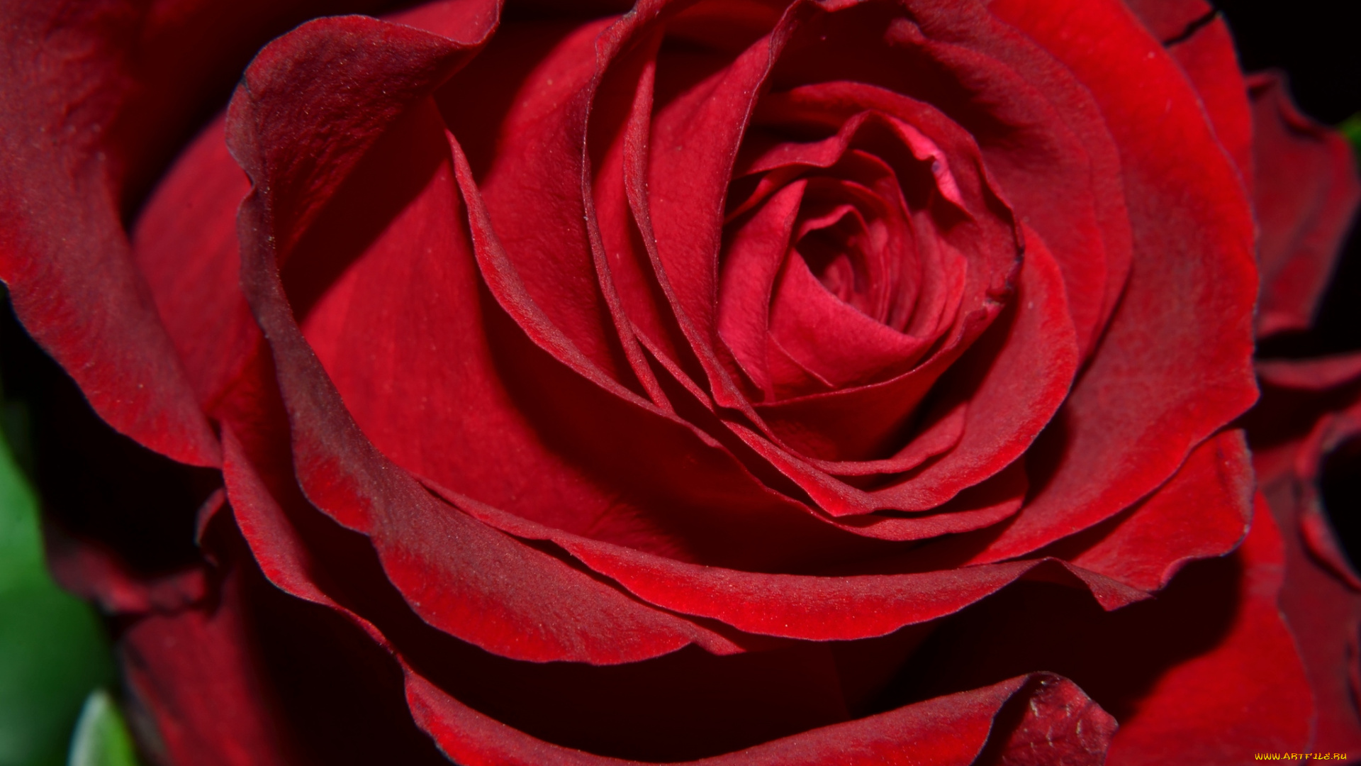 цветы, розы, макро