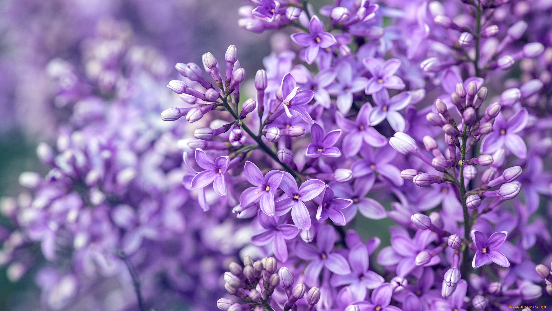 цветы, сирень, макро