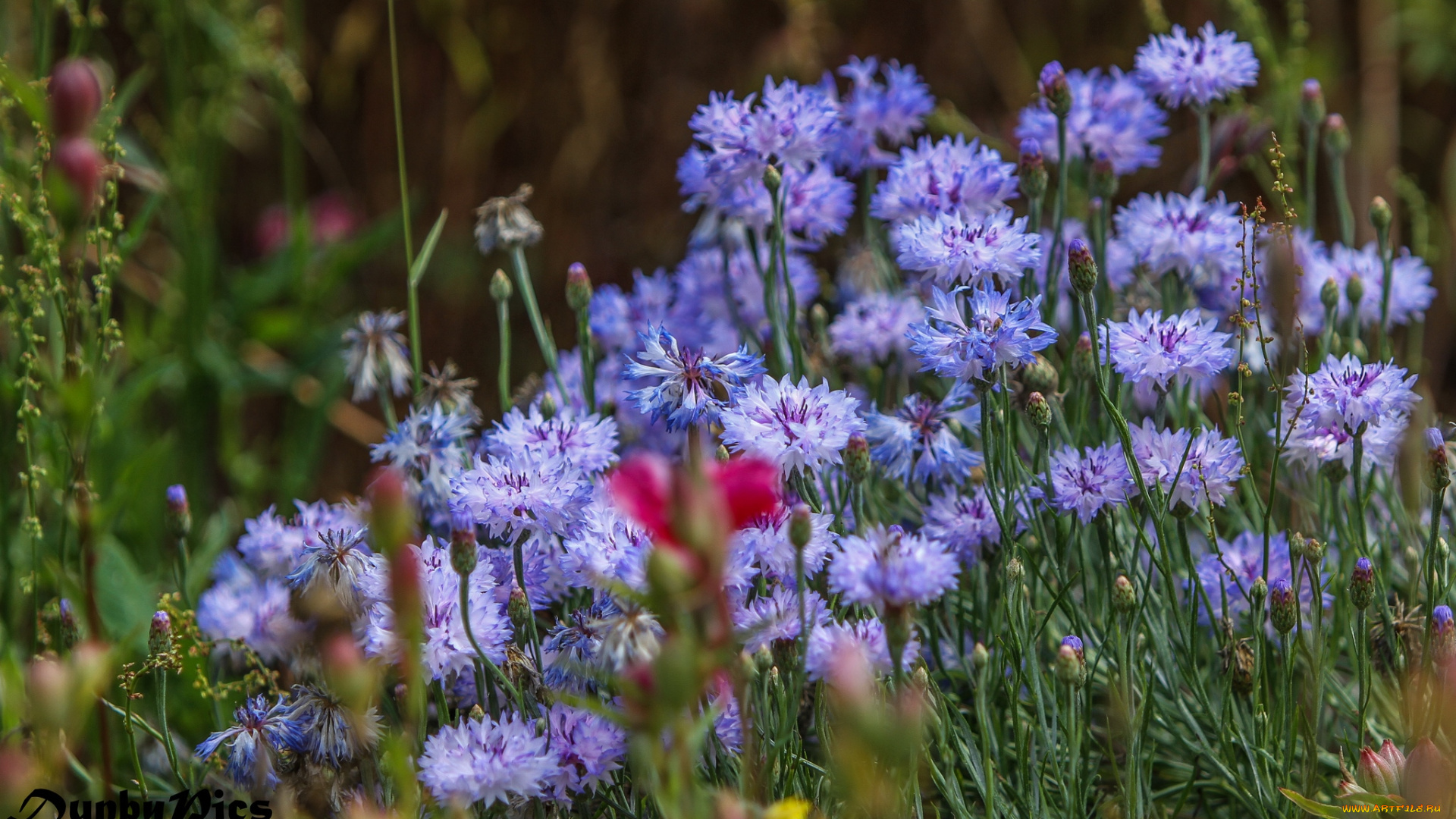 цветы, васильки, голубой
