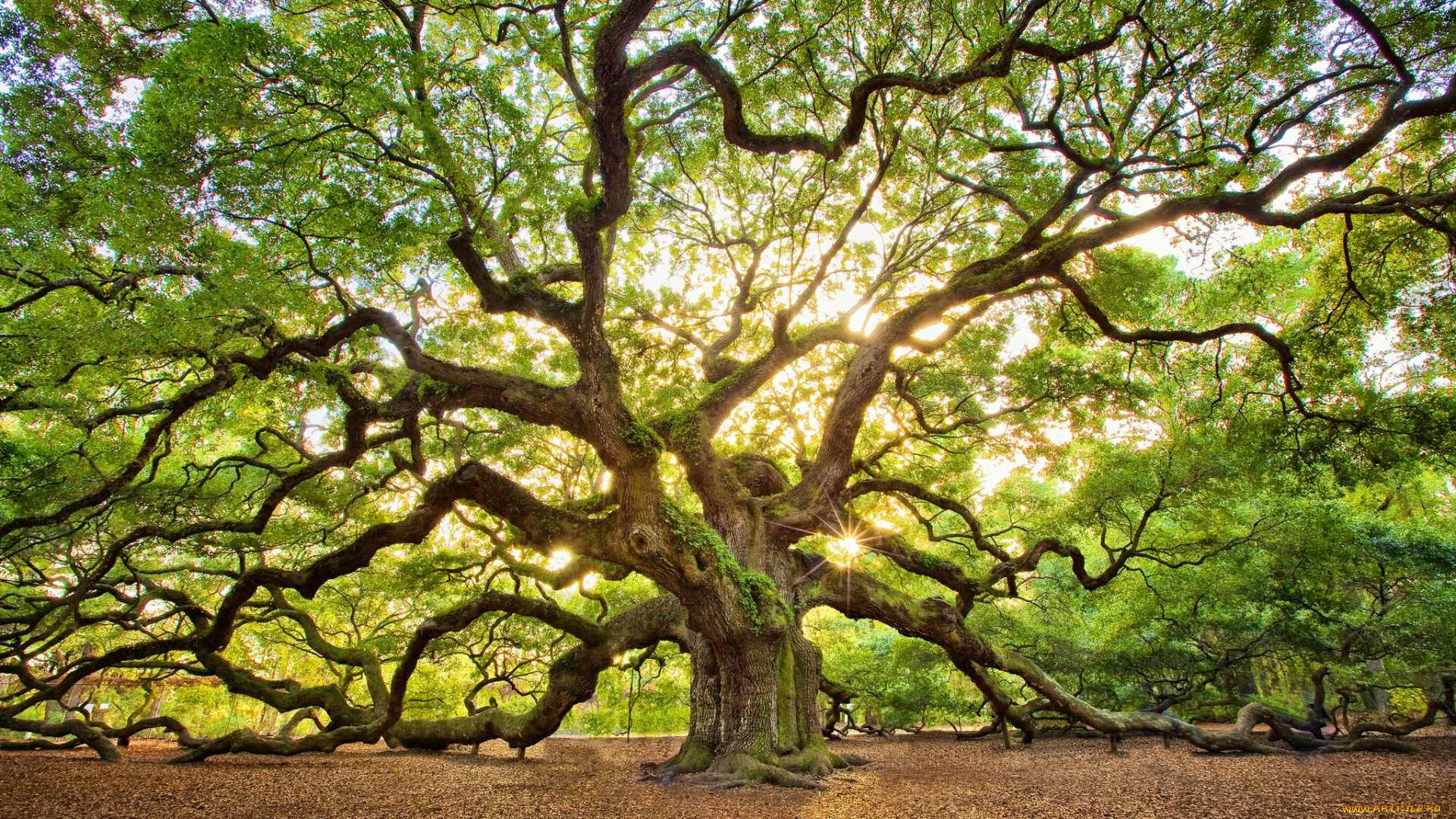 природа, деревья, крона, ветки, солнце, свет, дуб
