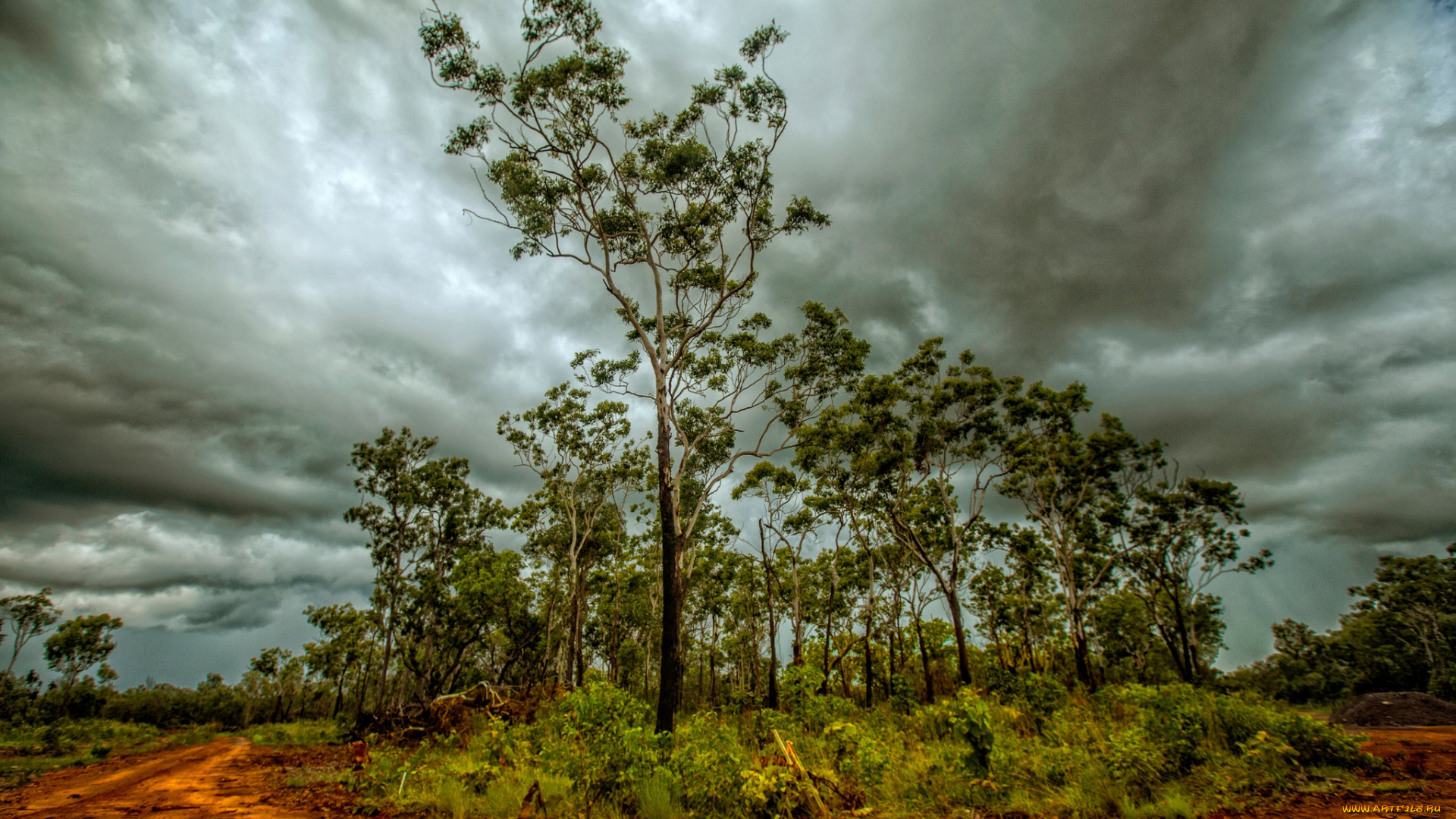 природа, деревья, кусты, тучи, дорога, грунт