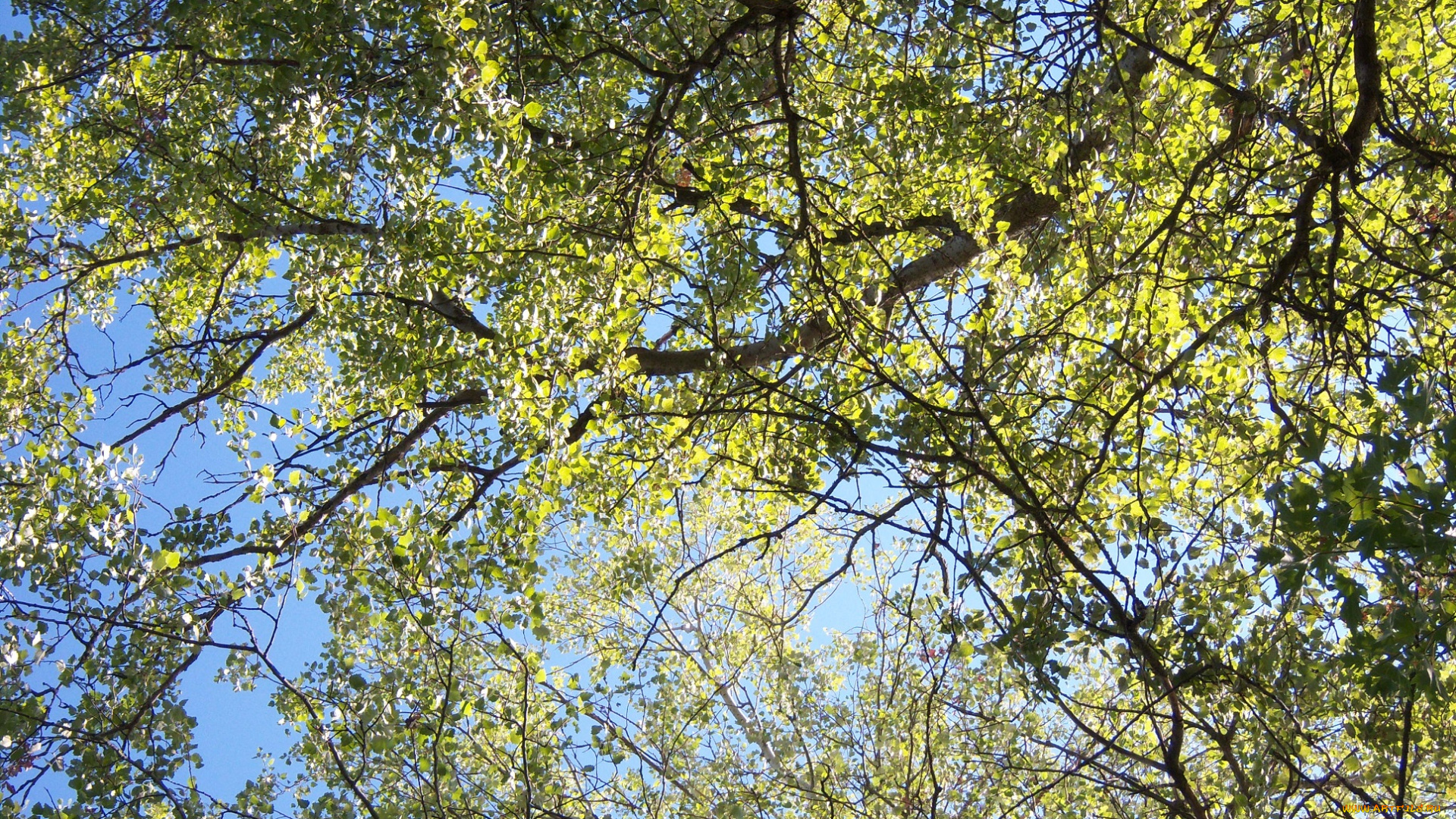 природа, деревья, листья, ветви